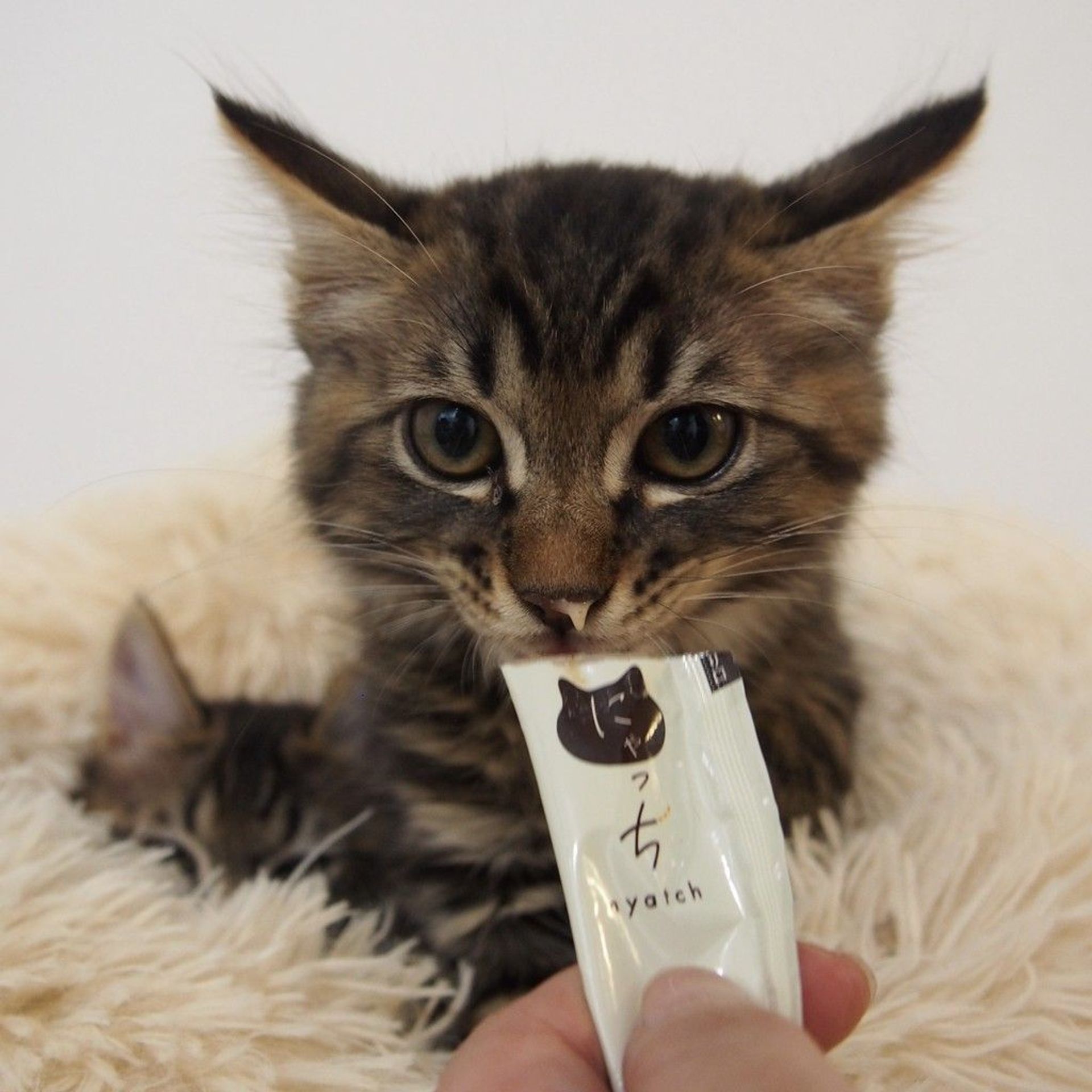 雑種（ミックス猫）・オスの里親募集の写真