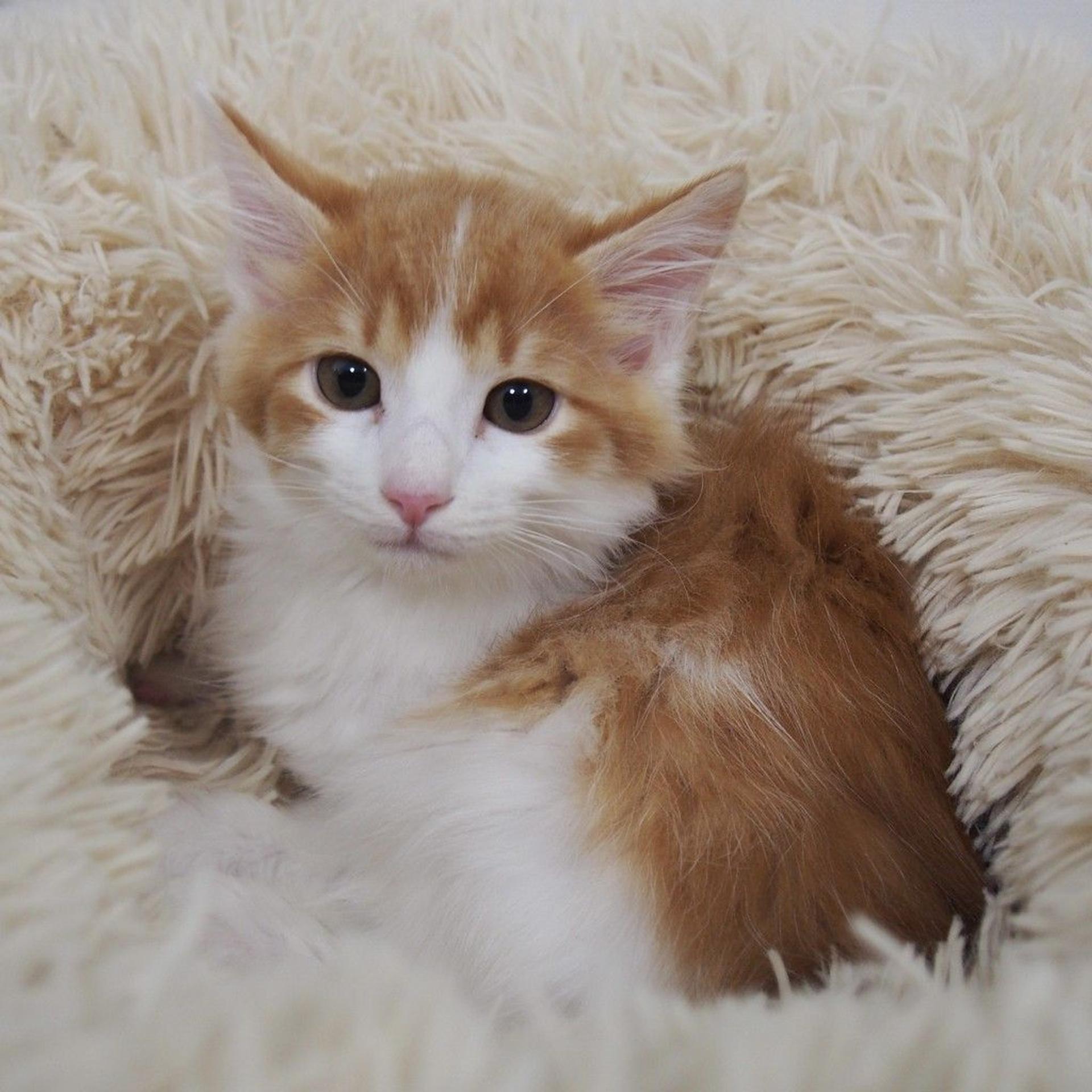 茶白のモッフモフくん！長毛美猫キャット | 雑種（ミックス猫