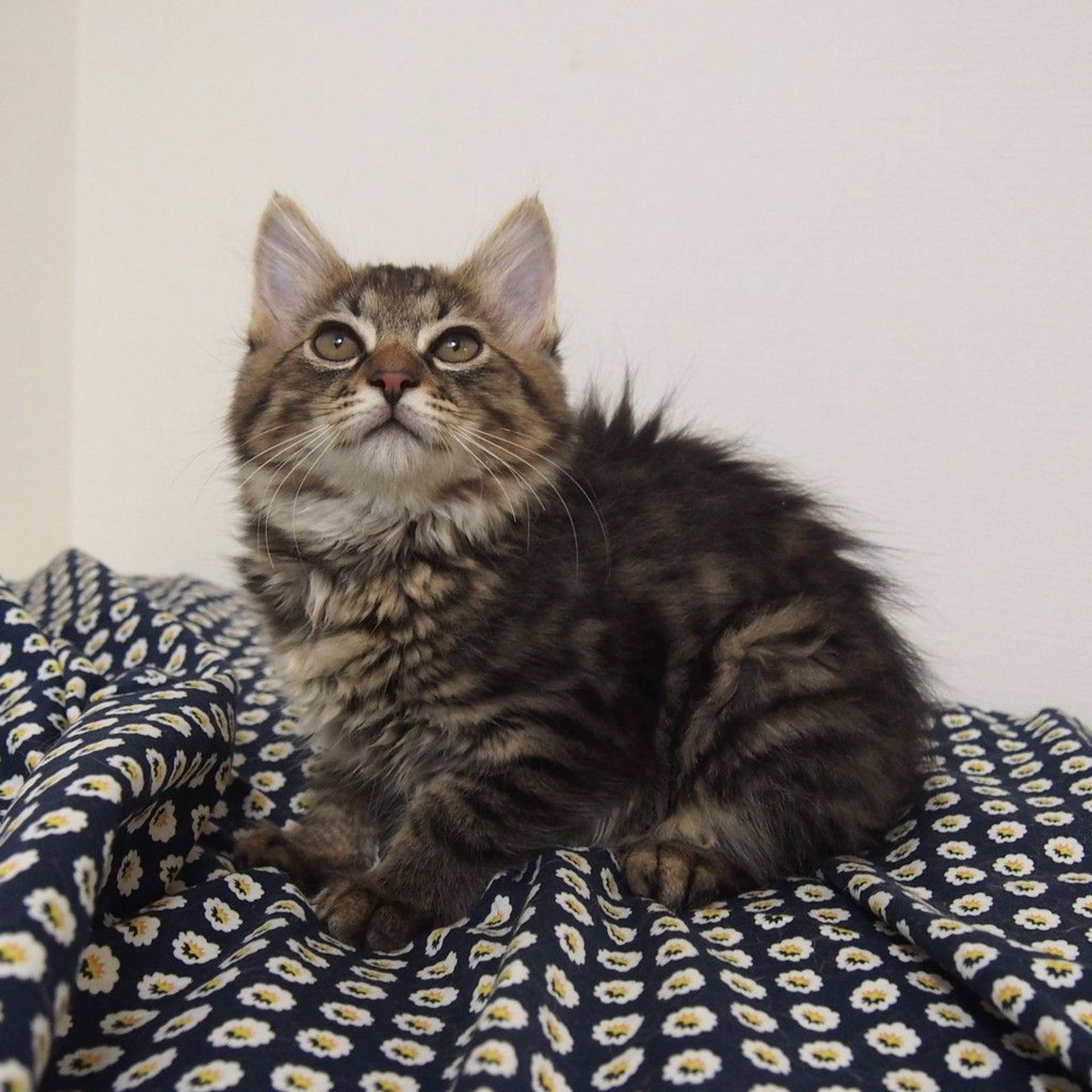 雑種（ミックス猫）・オスの里親募集の写真