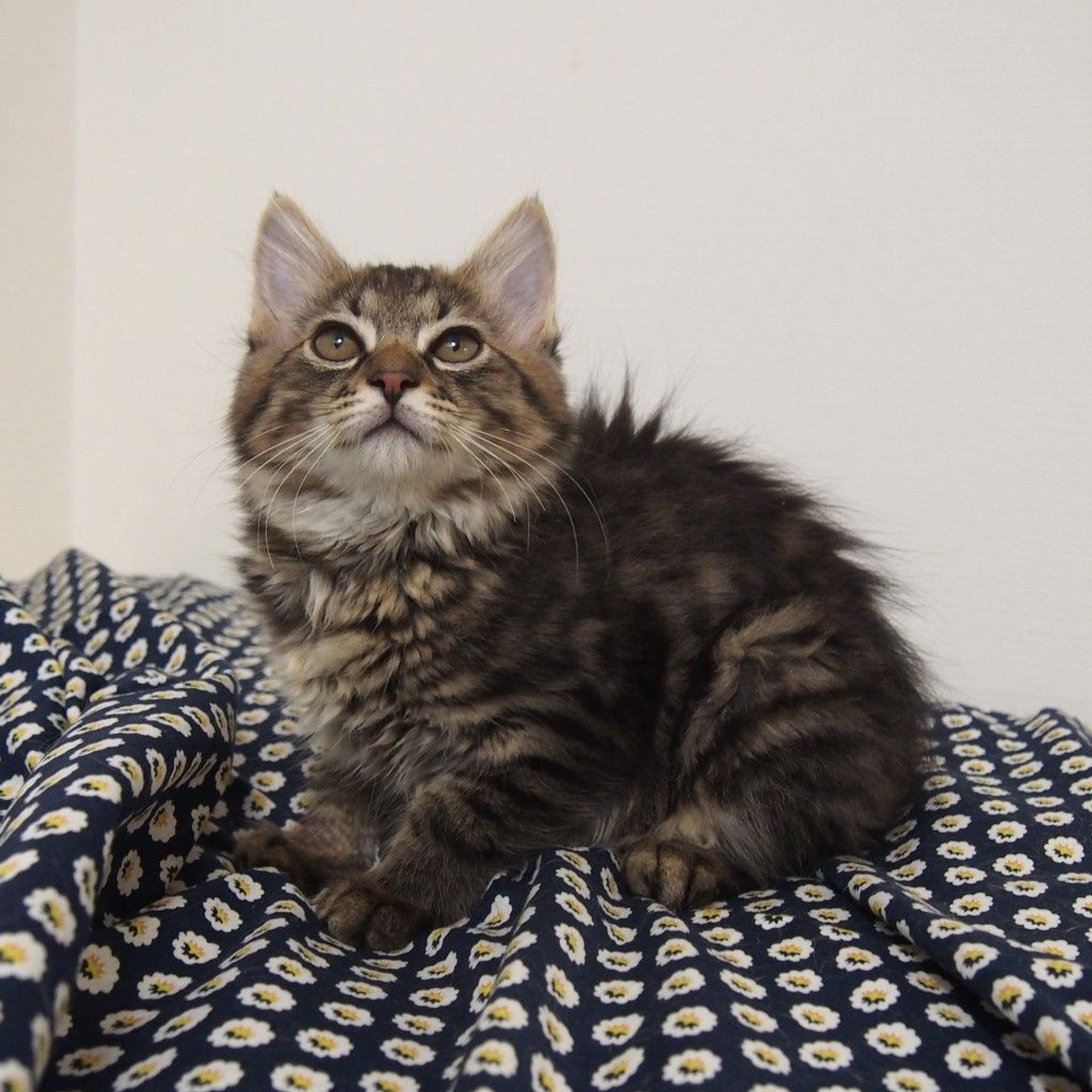 雑種（ミックス猫）・オスの里親募集の写真