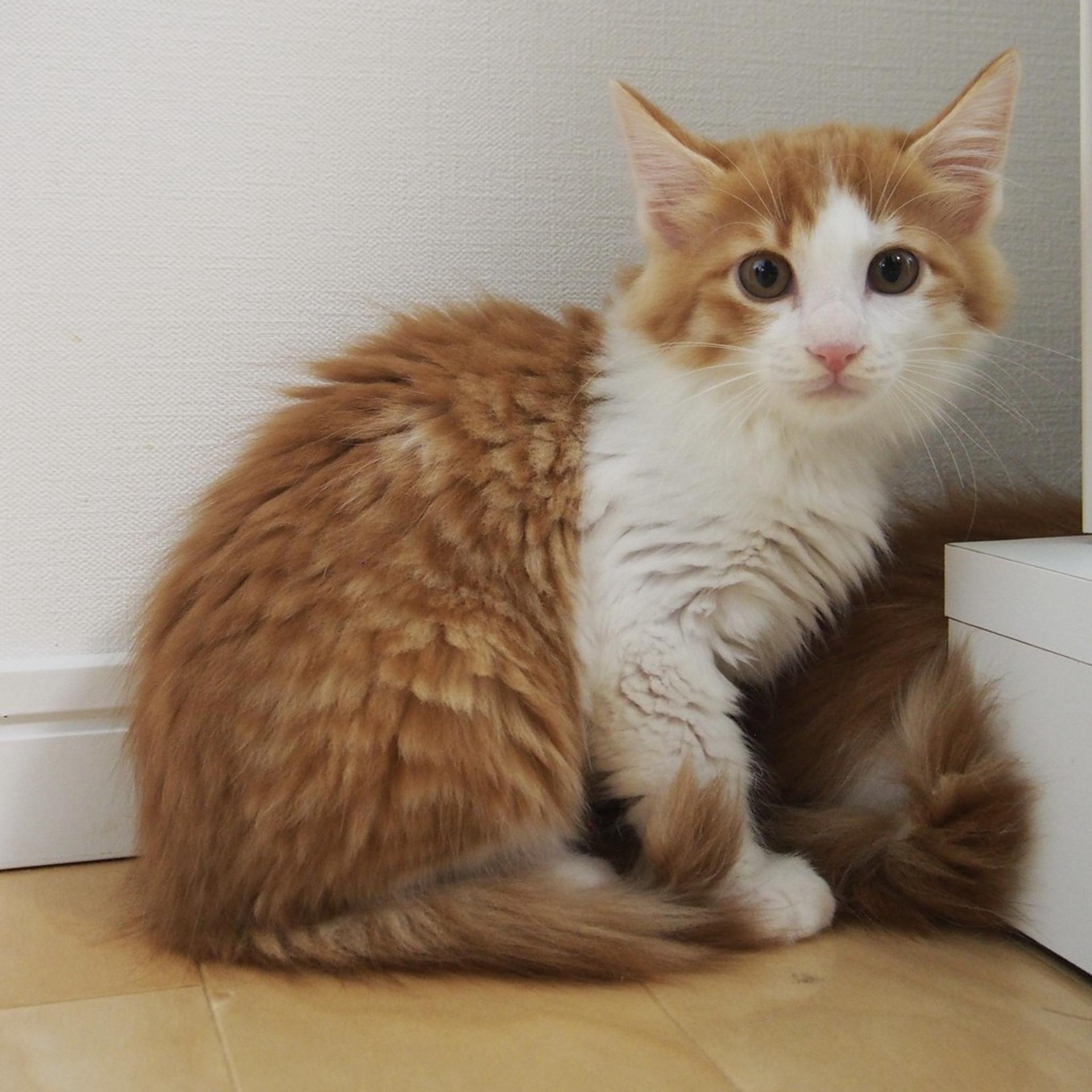 pet-image-5