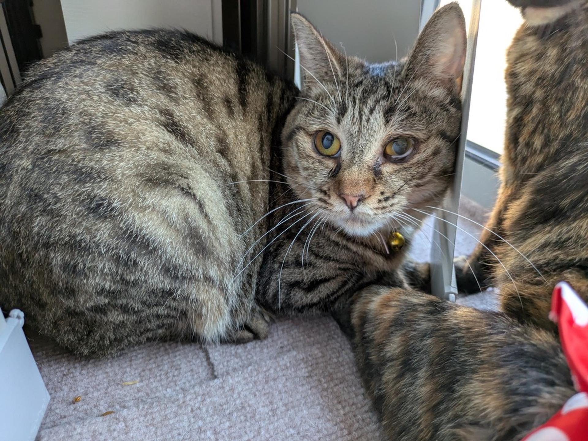 pet-image-2