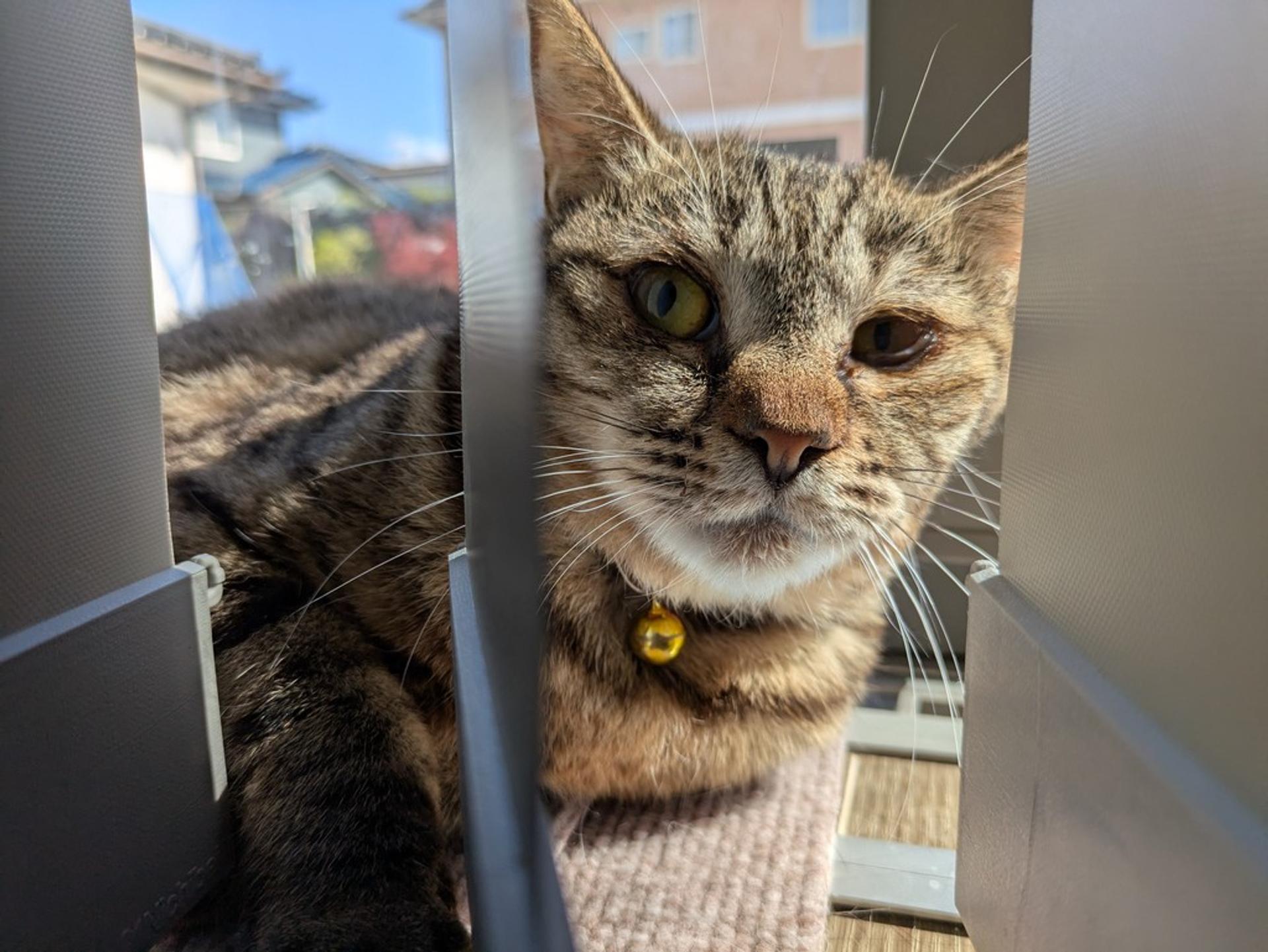 pet-image-5