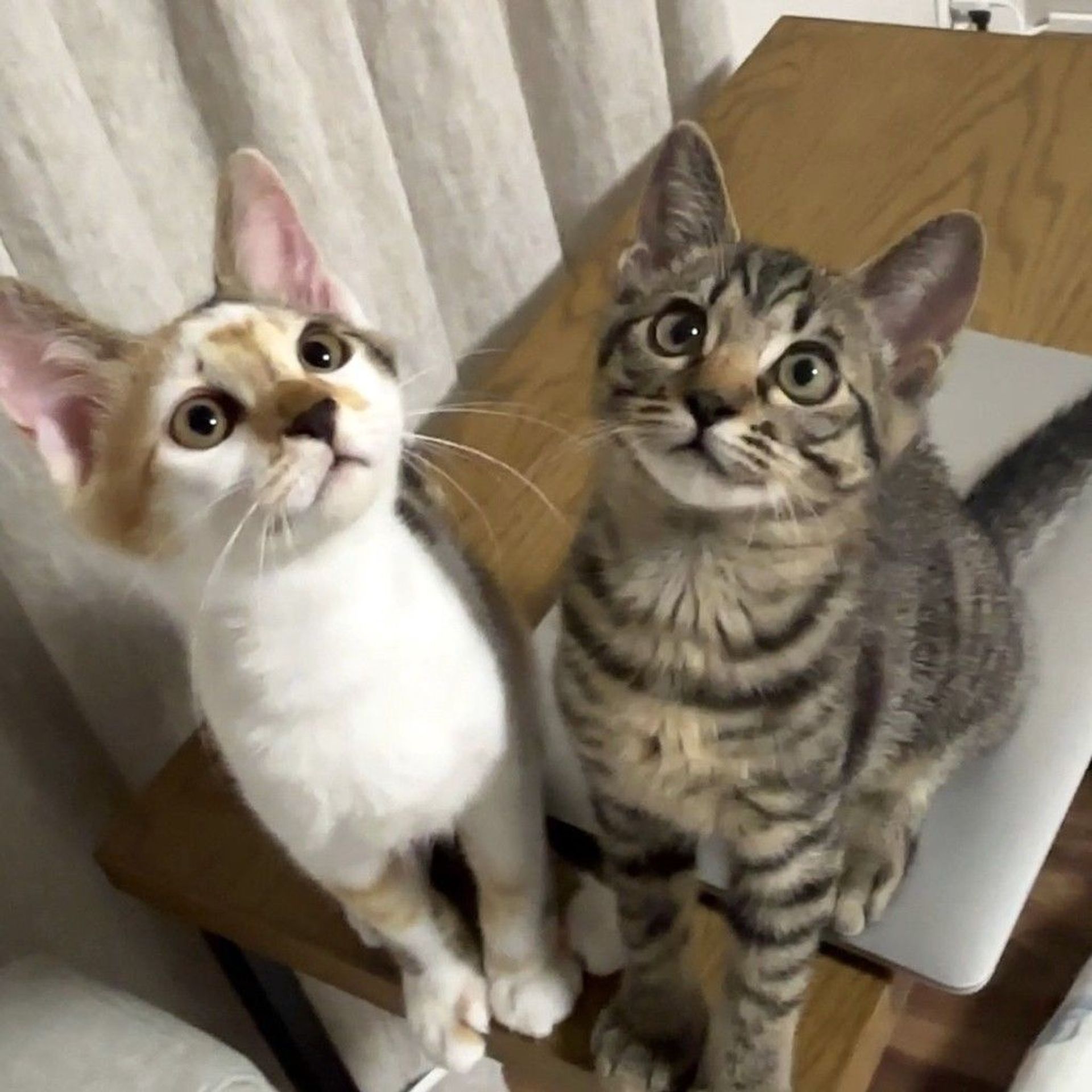 雑種（ミックス猫）・メスの里親募集の写真