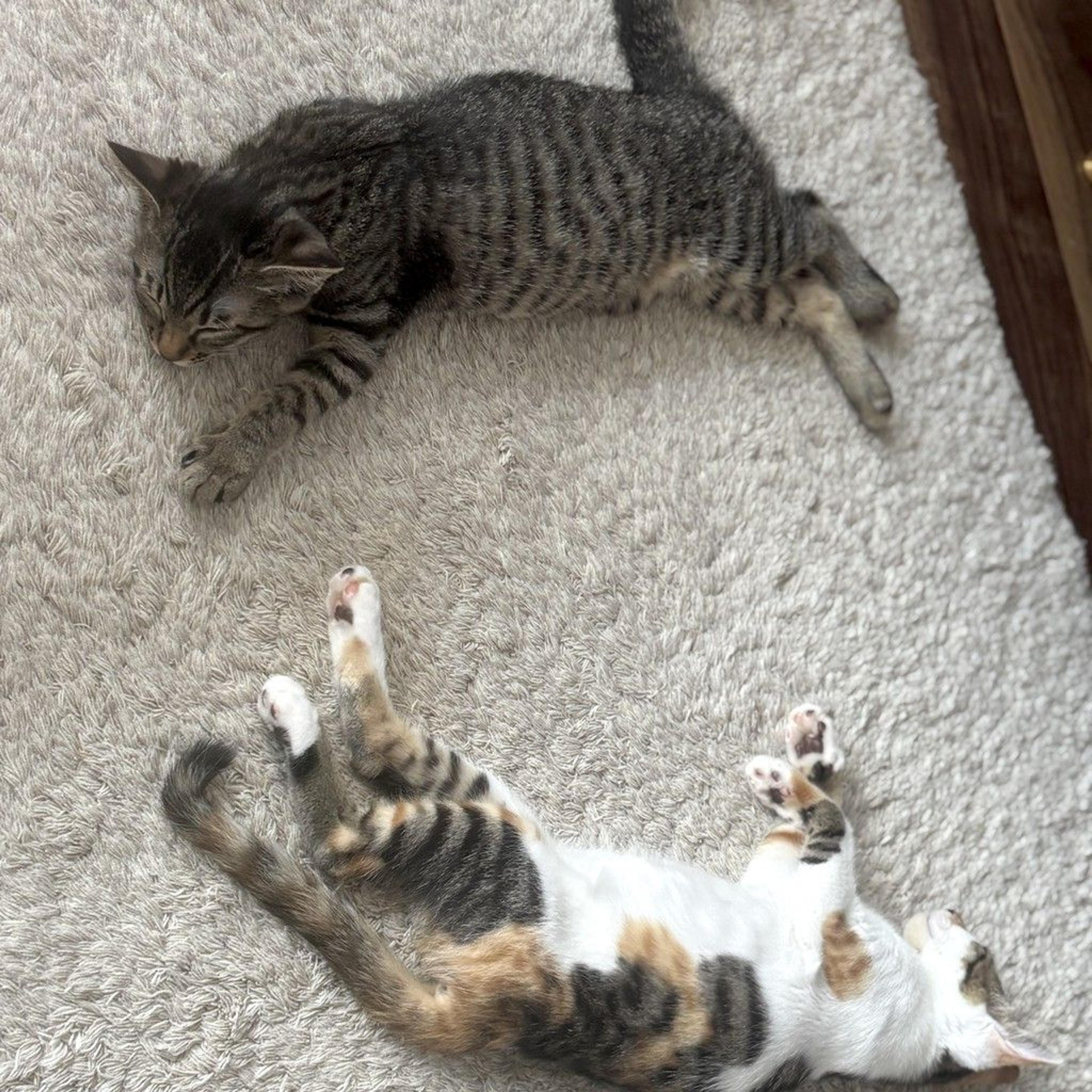 pet-image-2