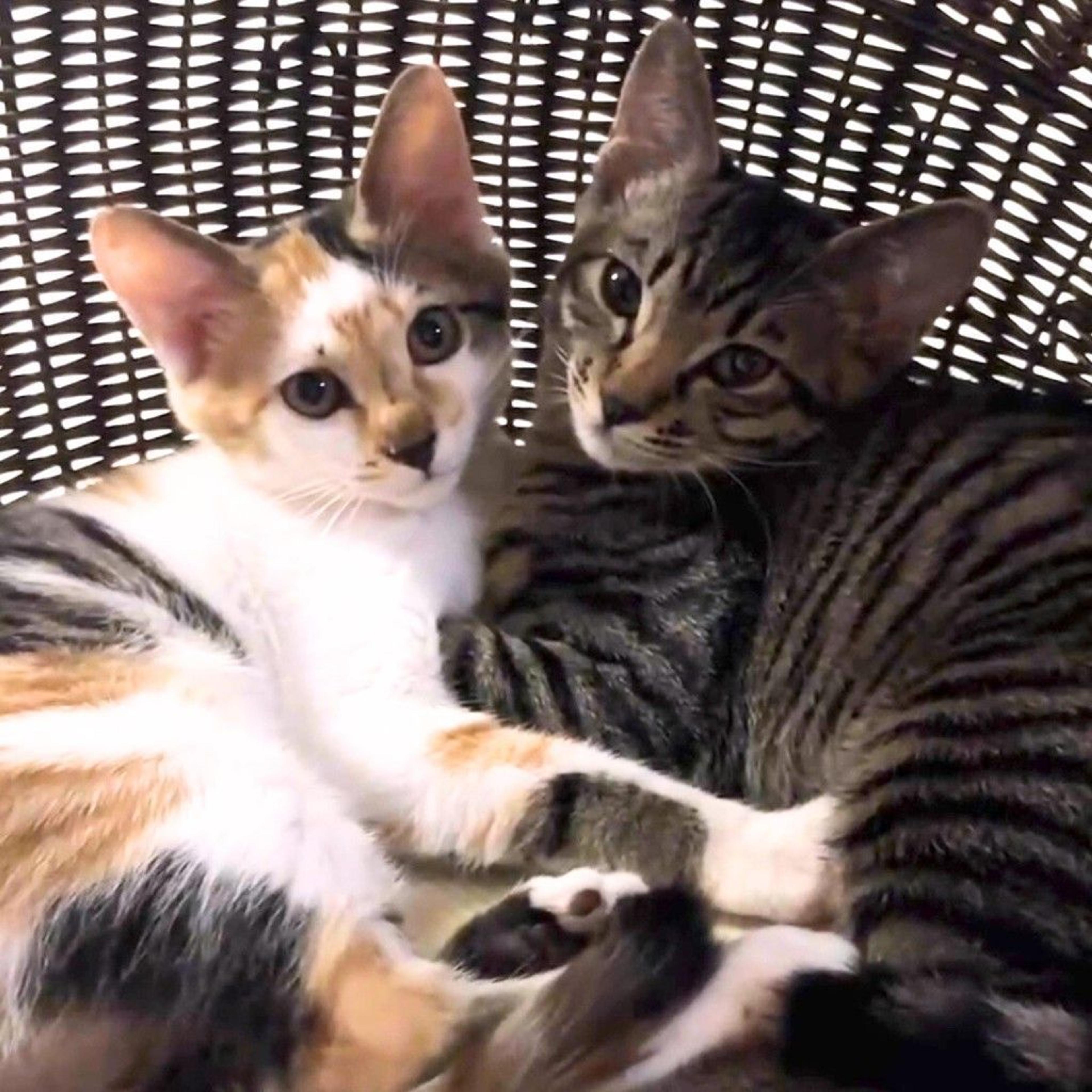 pet-image-7