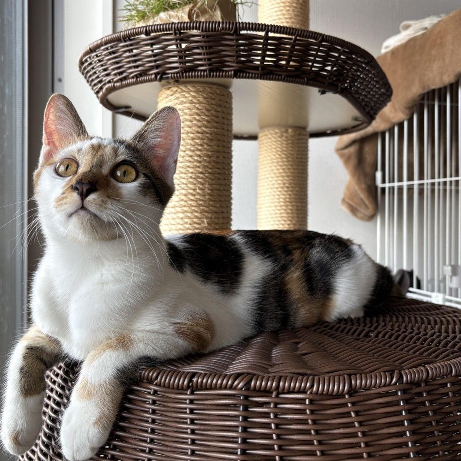 pet-image-8