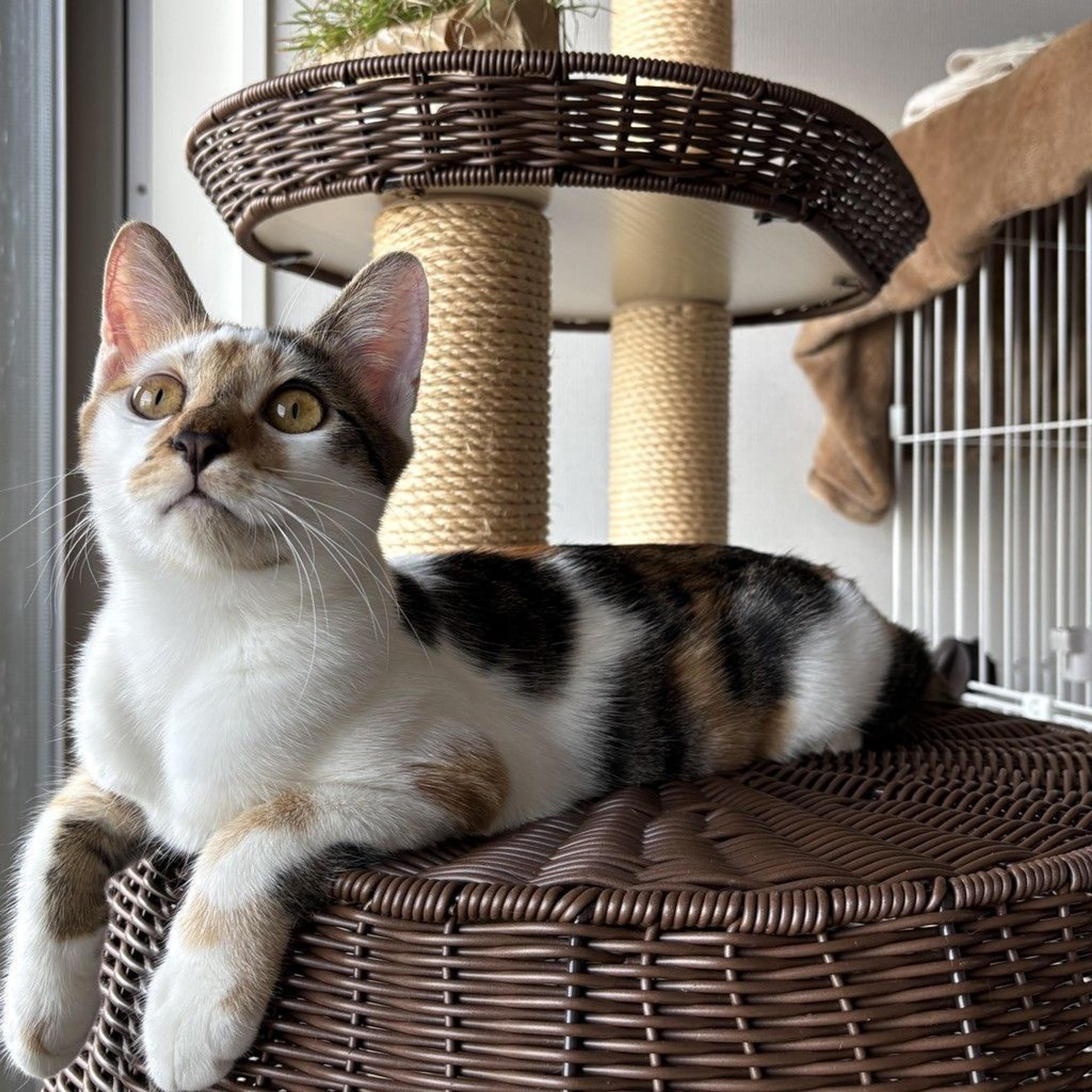 pet-image-8