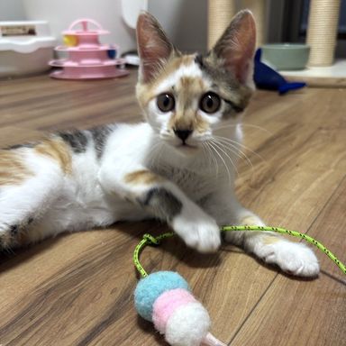 ハナ
