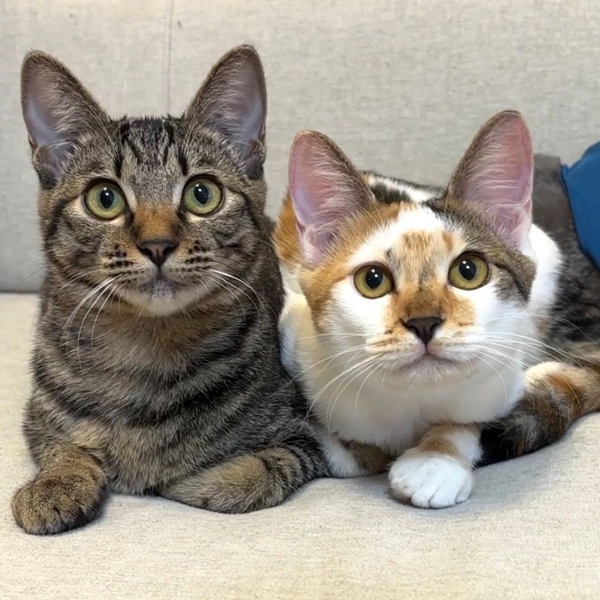 雑種（ミックス猫）・メスの里親募集の写真