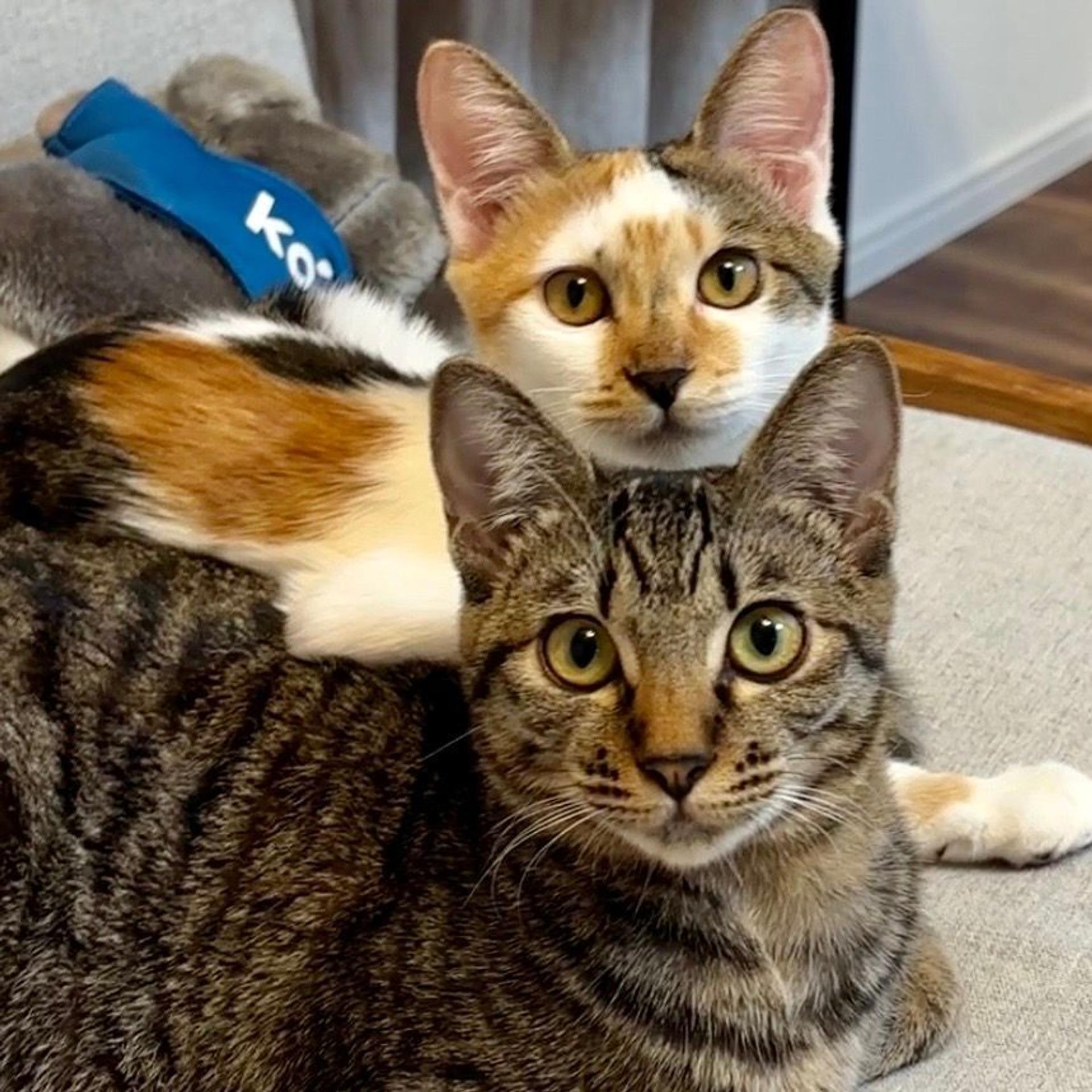 pet-image-2