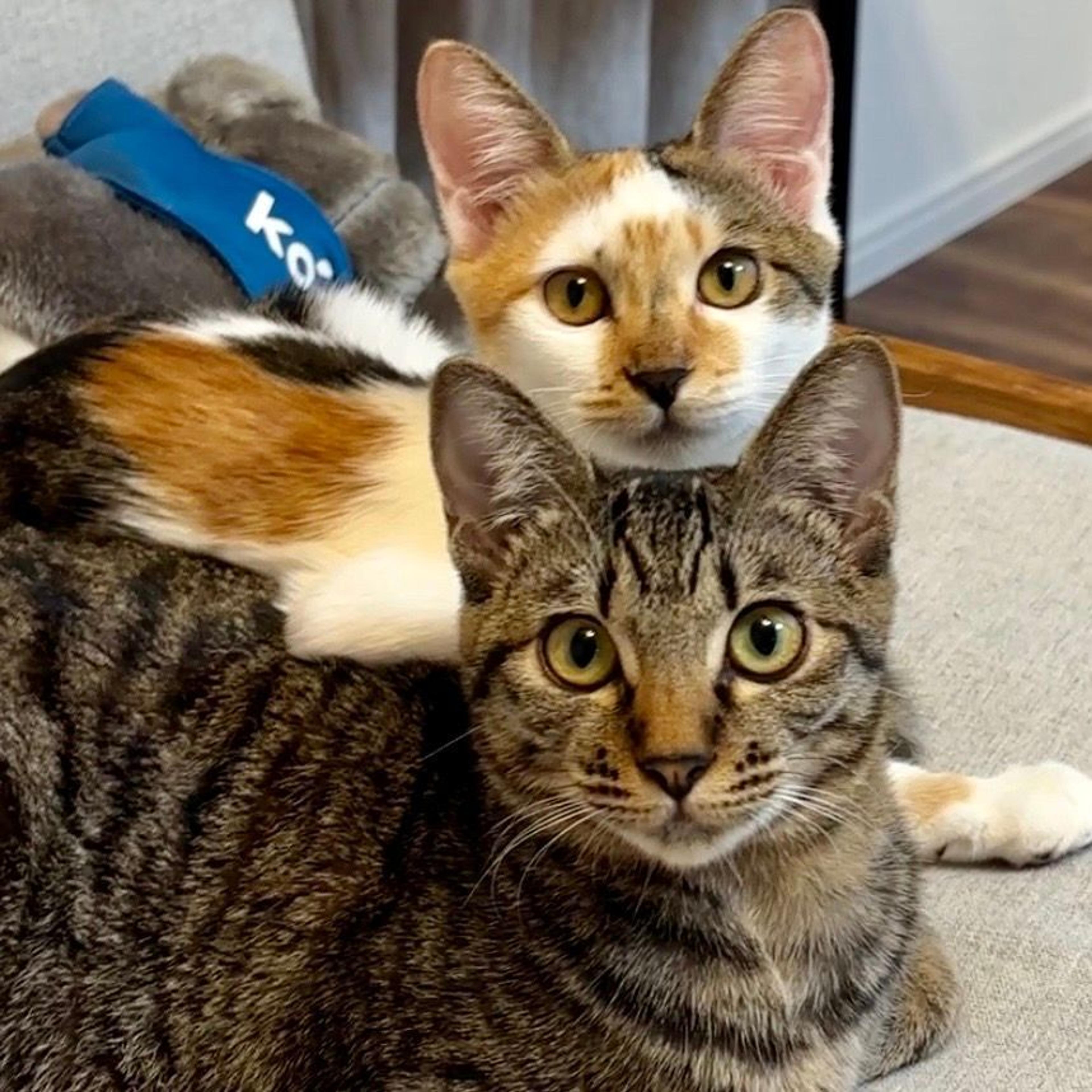 pet-image-2