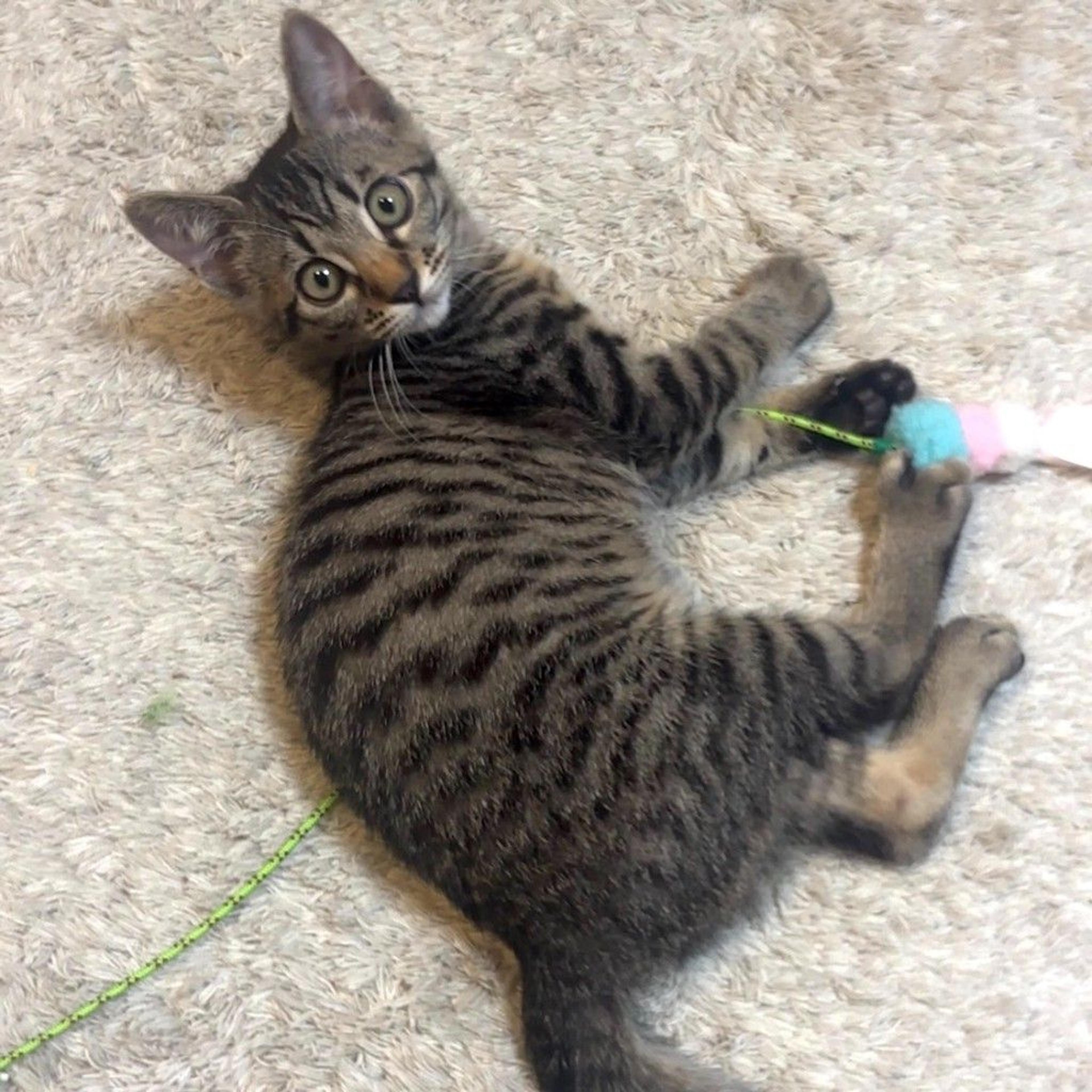 pet-image-3