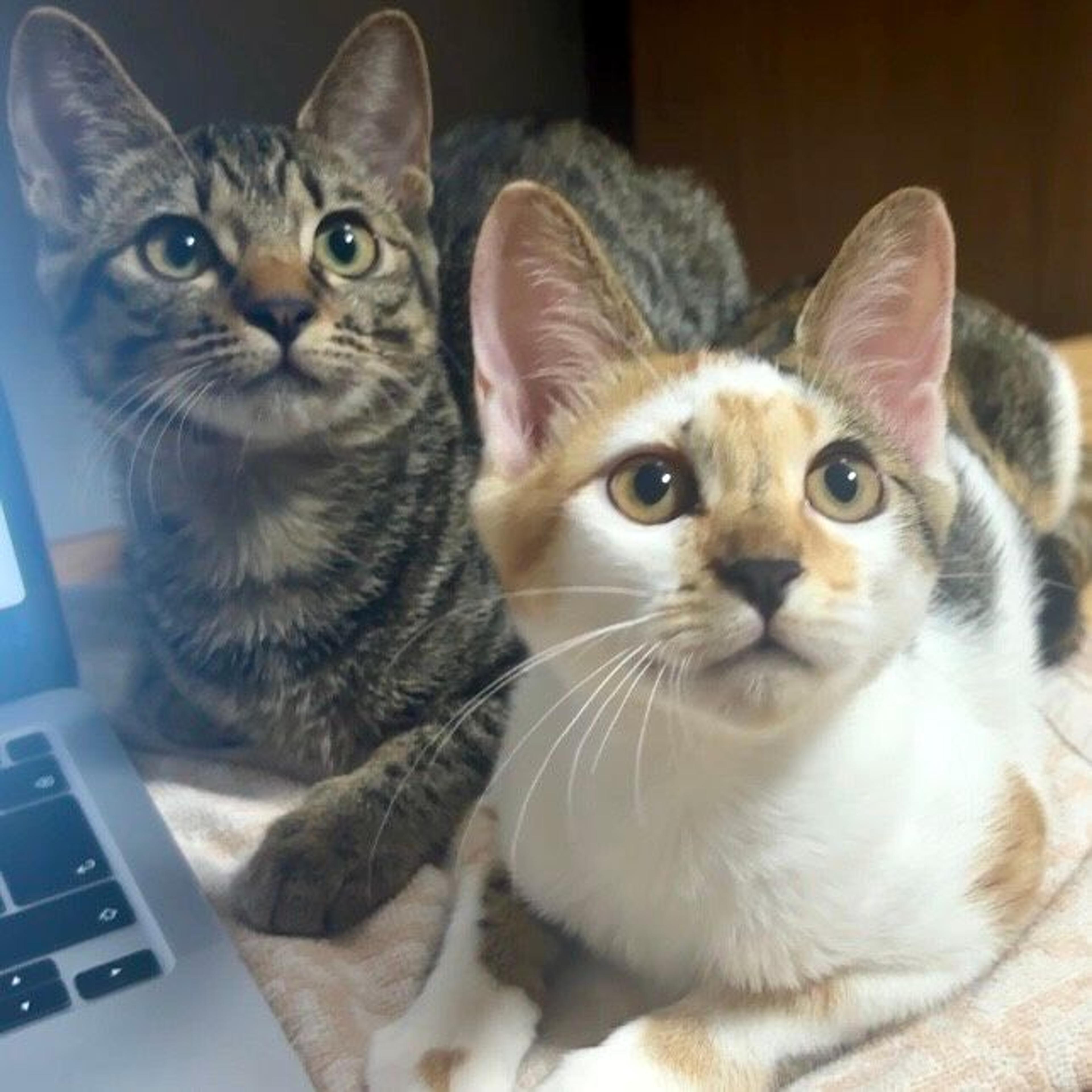 pet-image-6