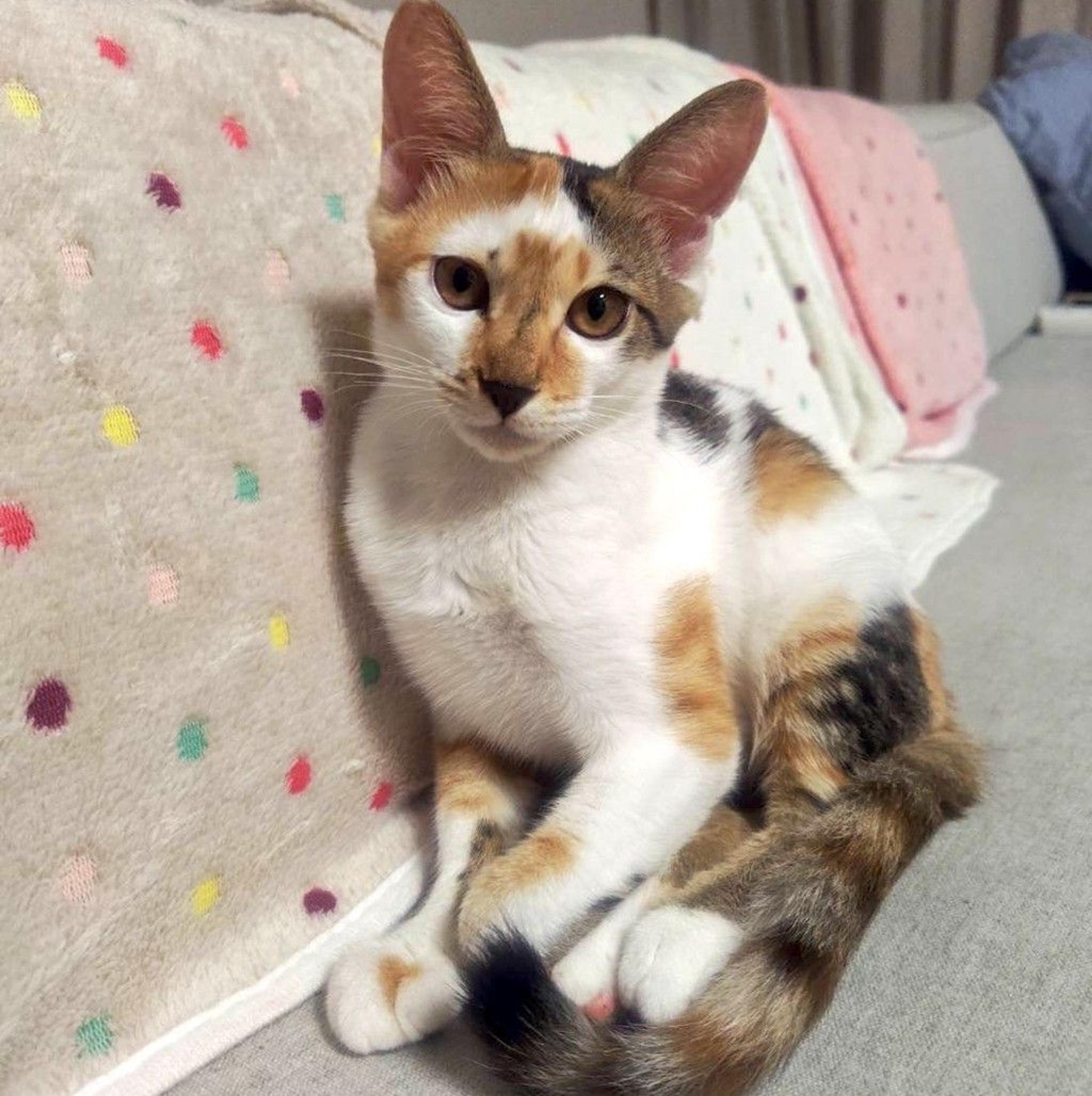 pet-image-7