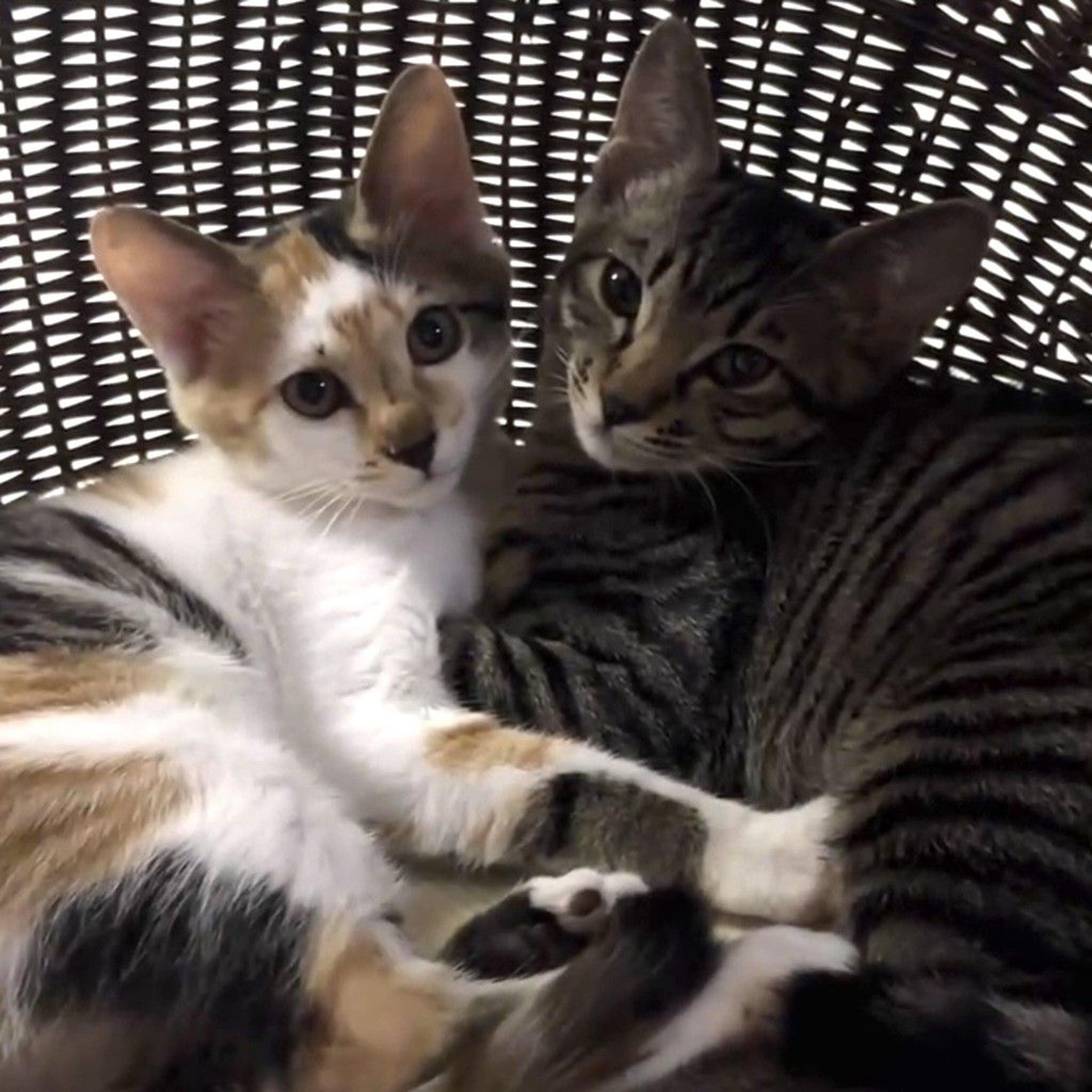 pet-image-8