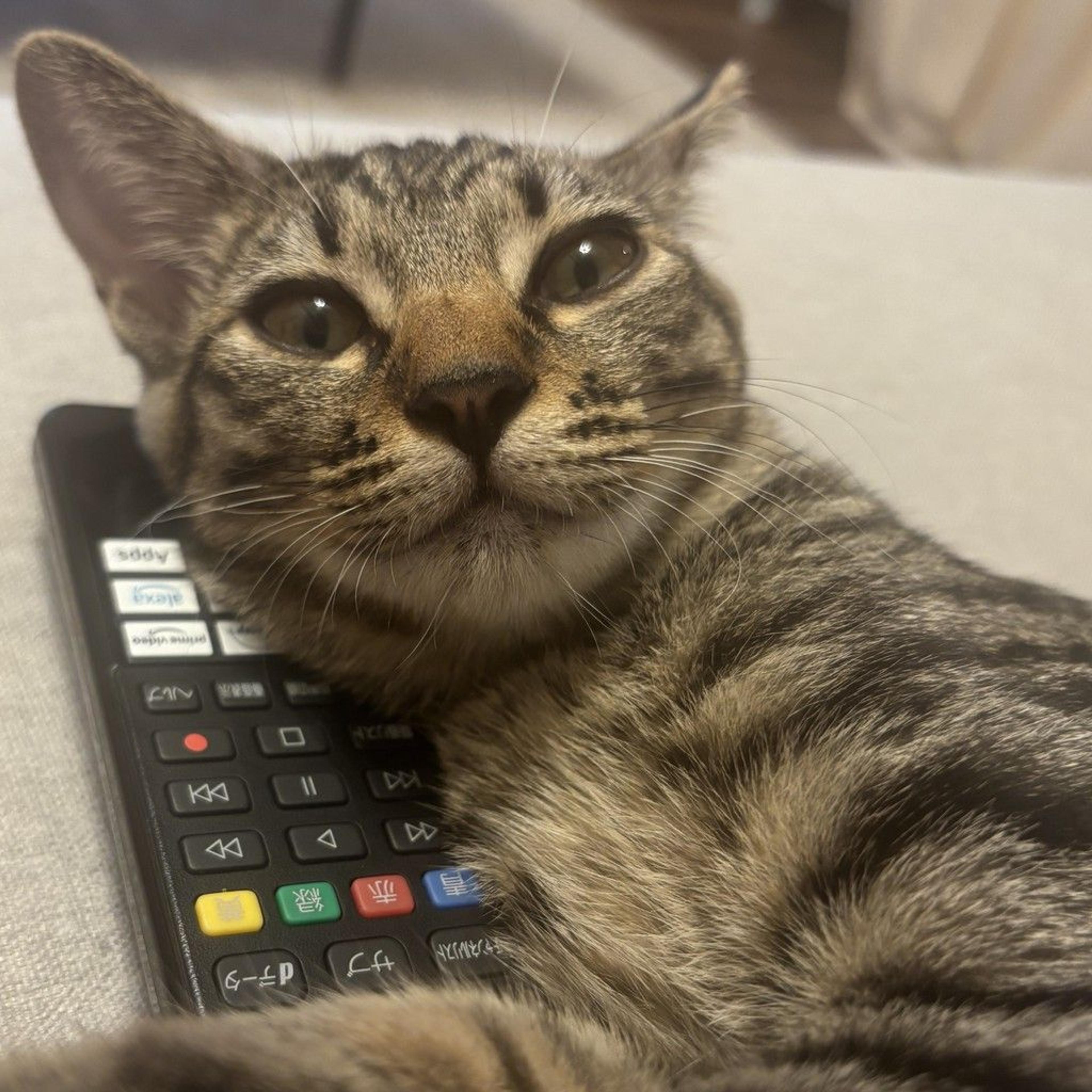 pet-image-9