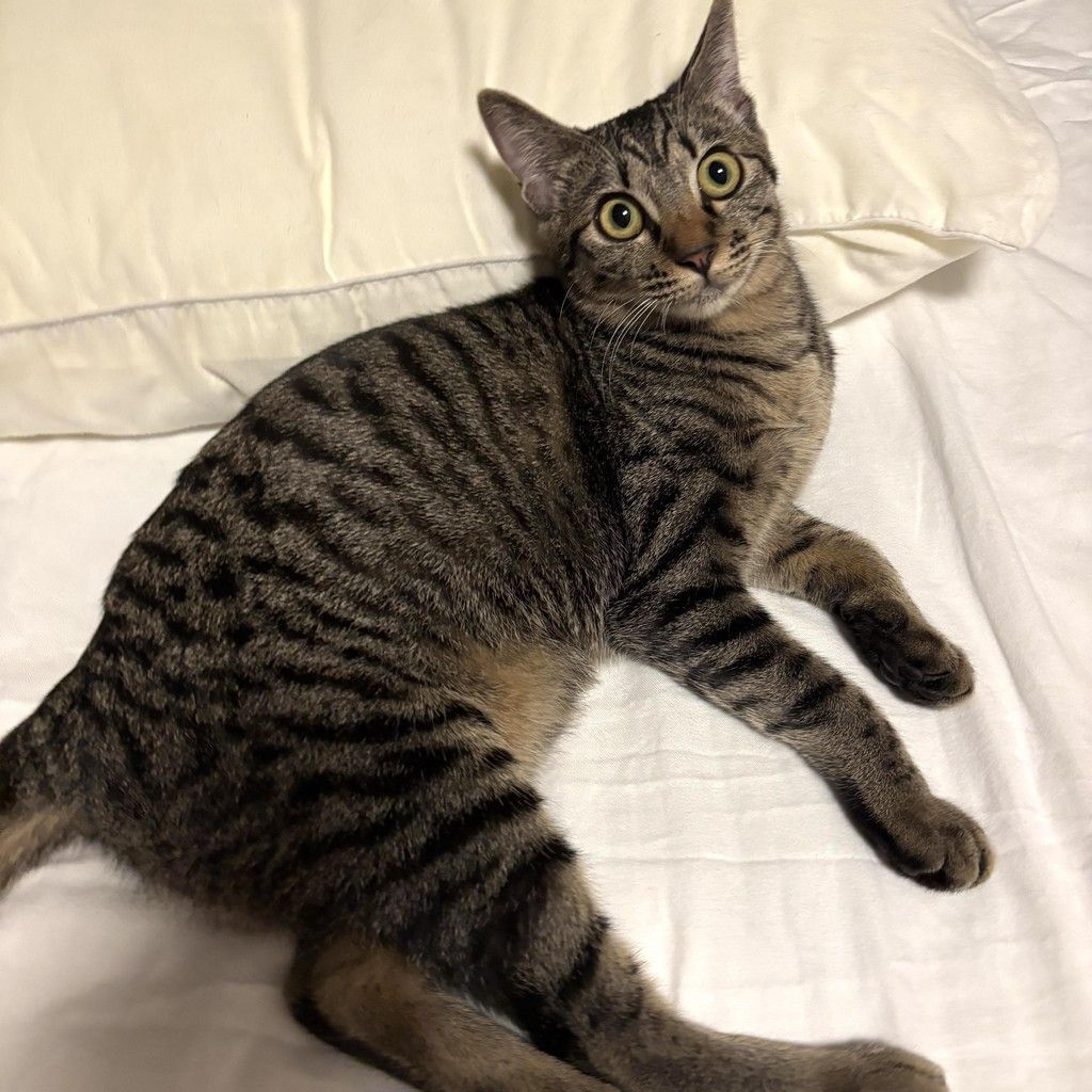 pet-image-10
