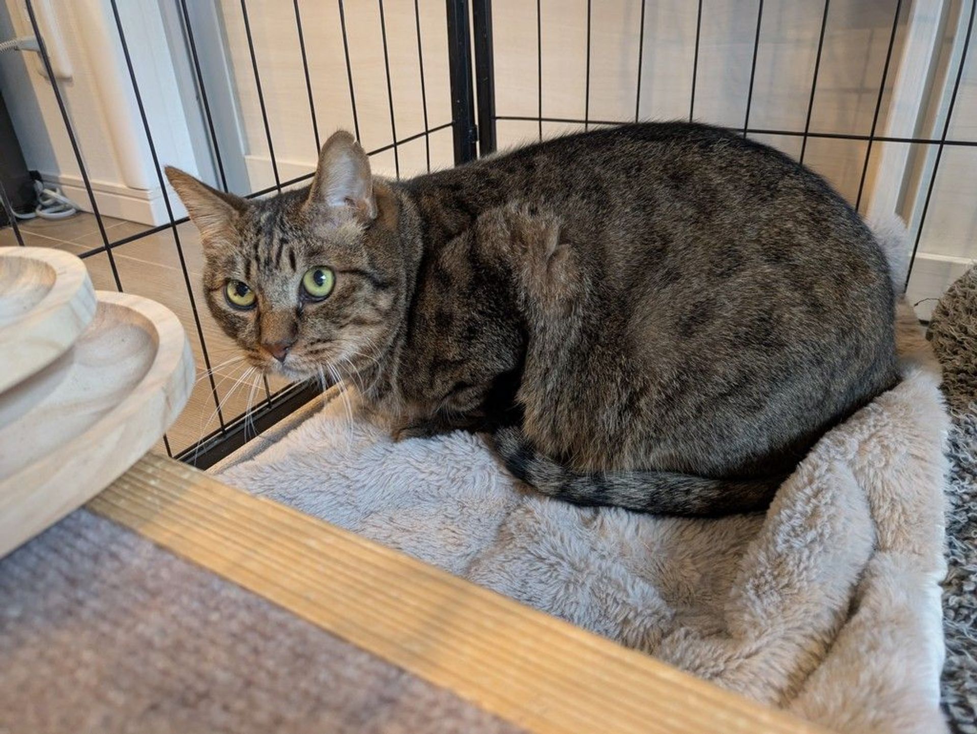 雑種（ミックス猫）・オスの里親募集の写真