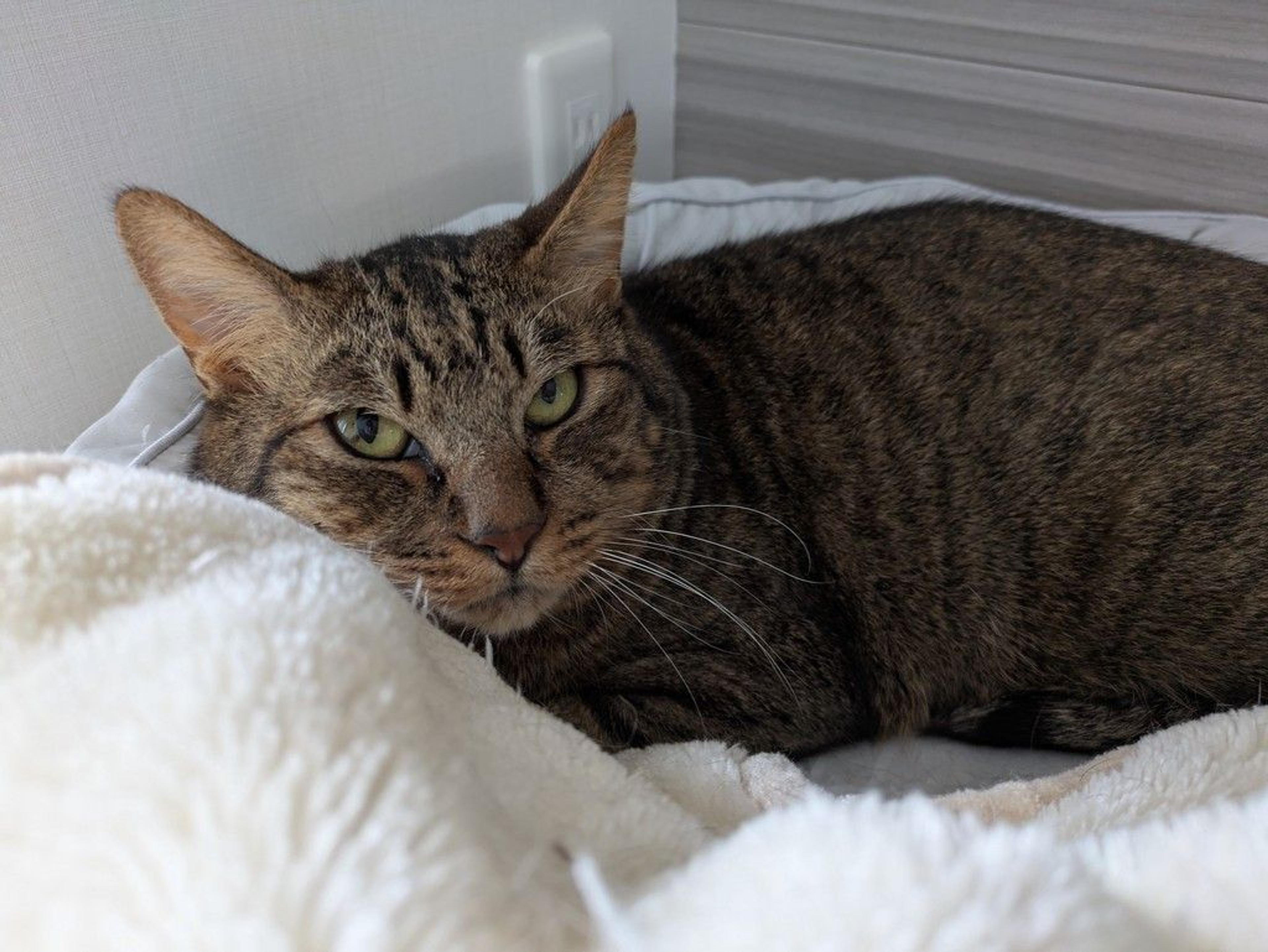 pet-image-2