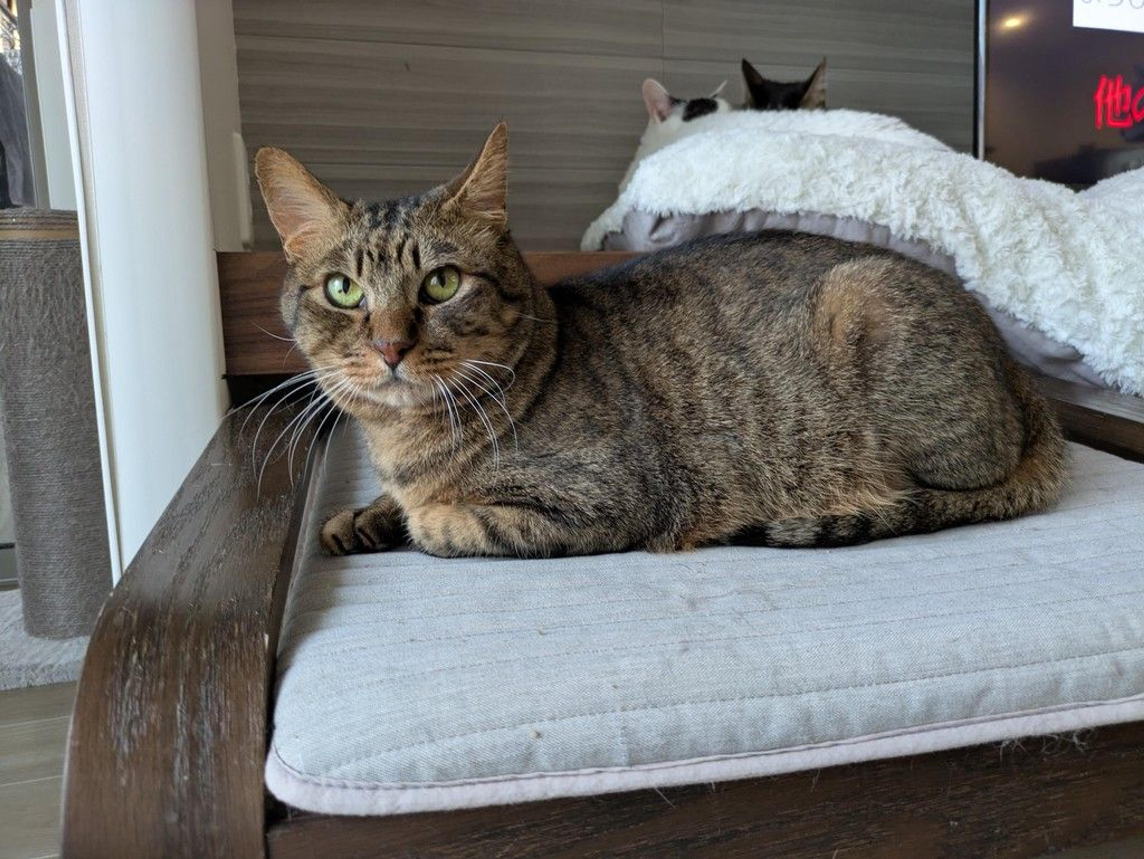 pet-image-3