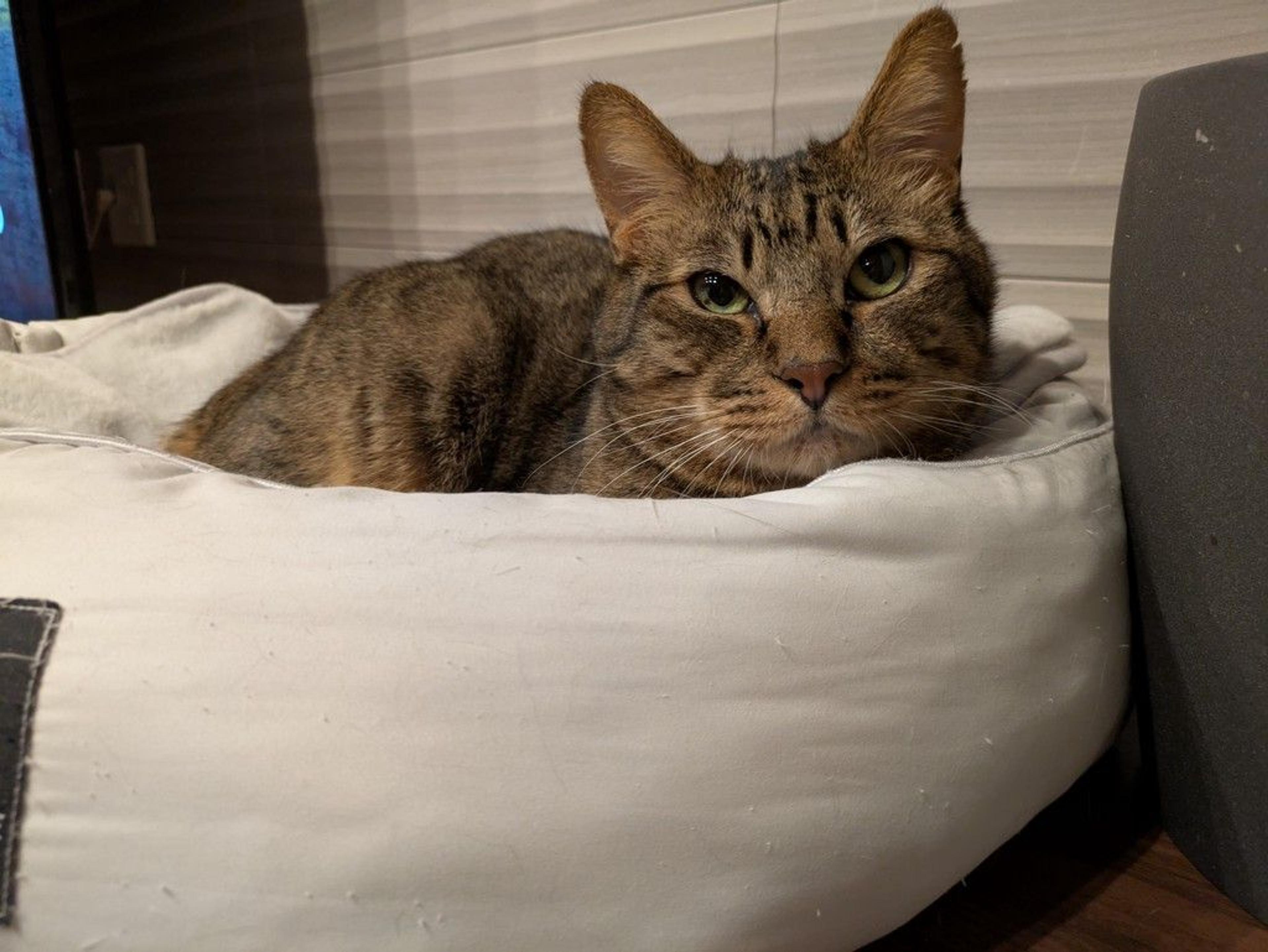 pet-image-4