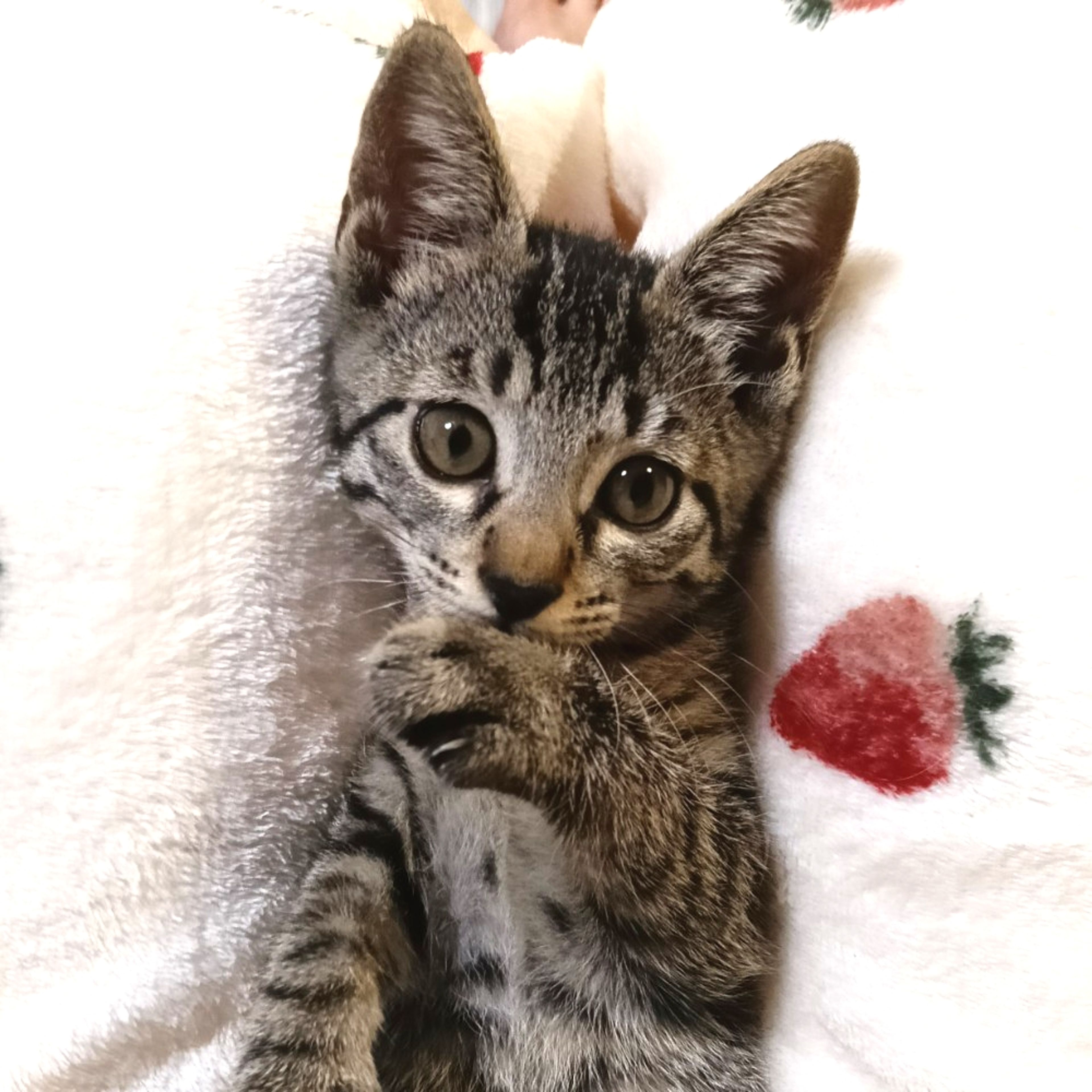 pet-image-3