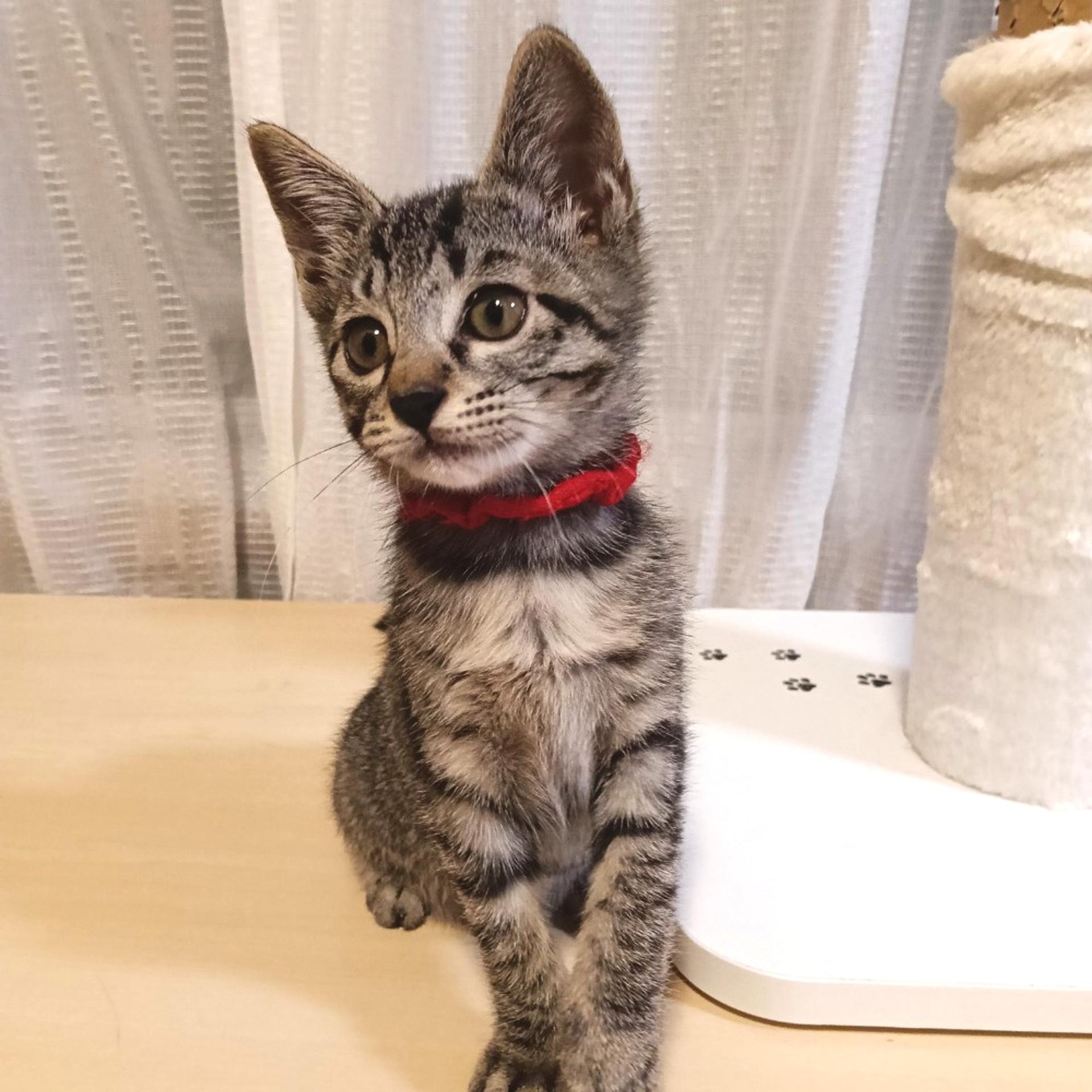pet-image-5
