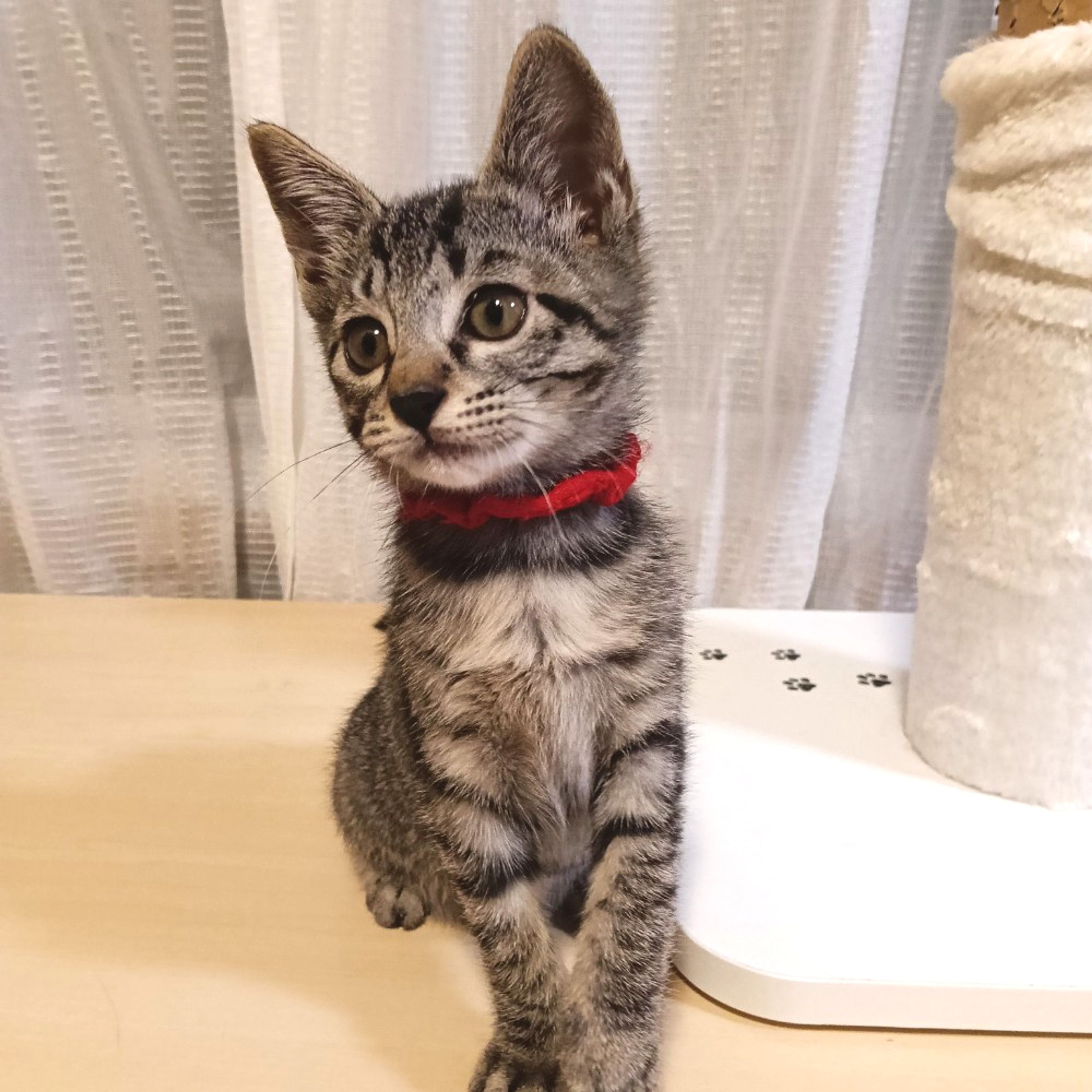 pet-image-5