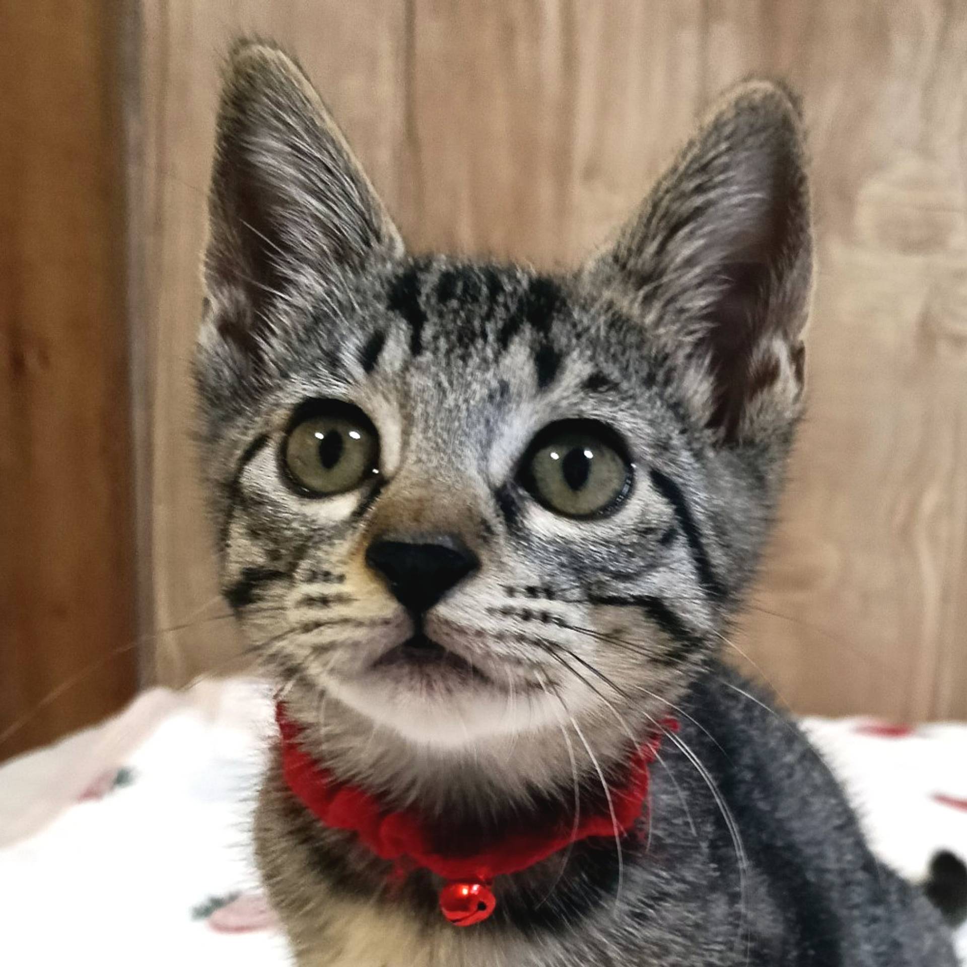 雑種（ミックス猫）・メスの里親募集の写真
