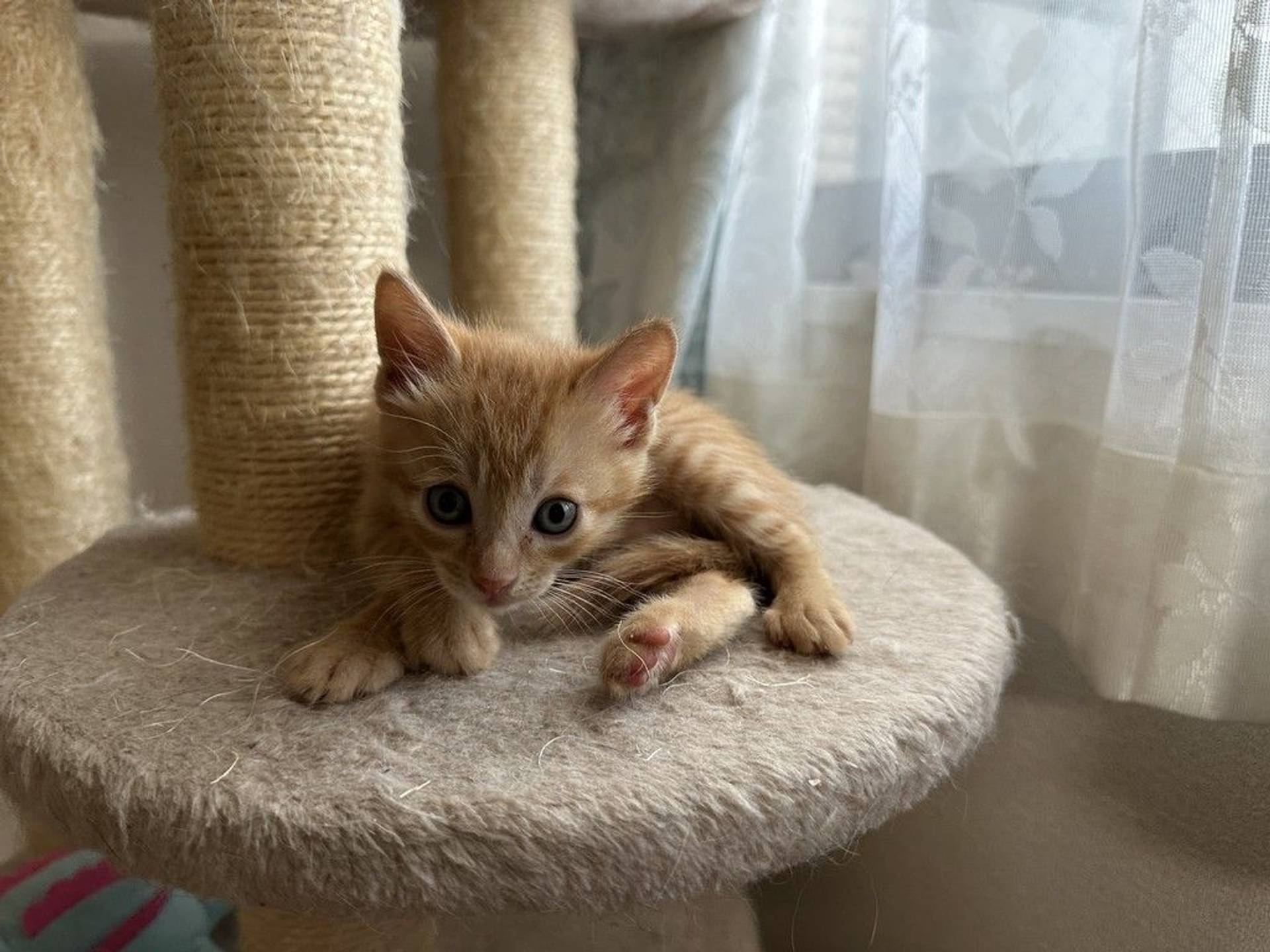 雑種（ミックス猫）・オスの里親募集の写真