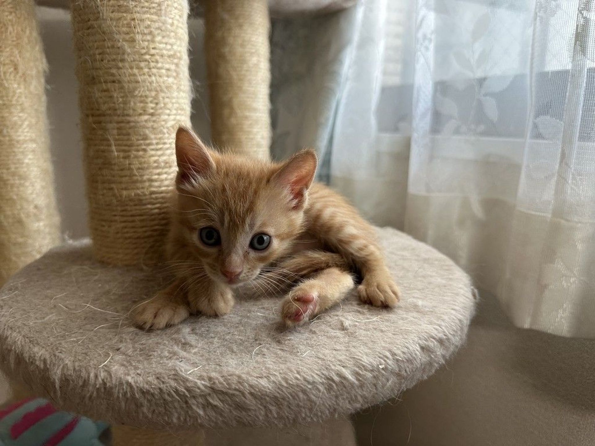 雑種（ミックス猫）・オスの里親募集の写真