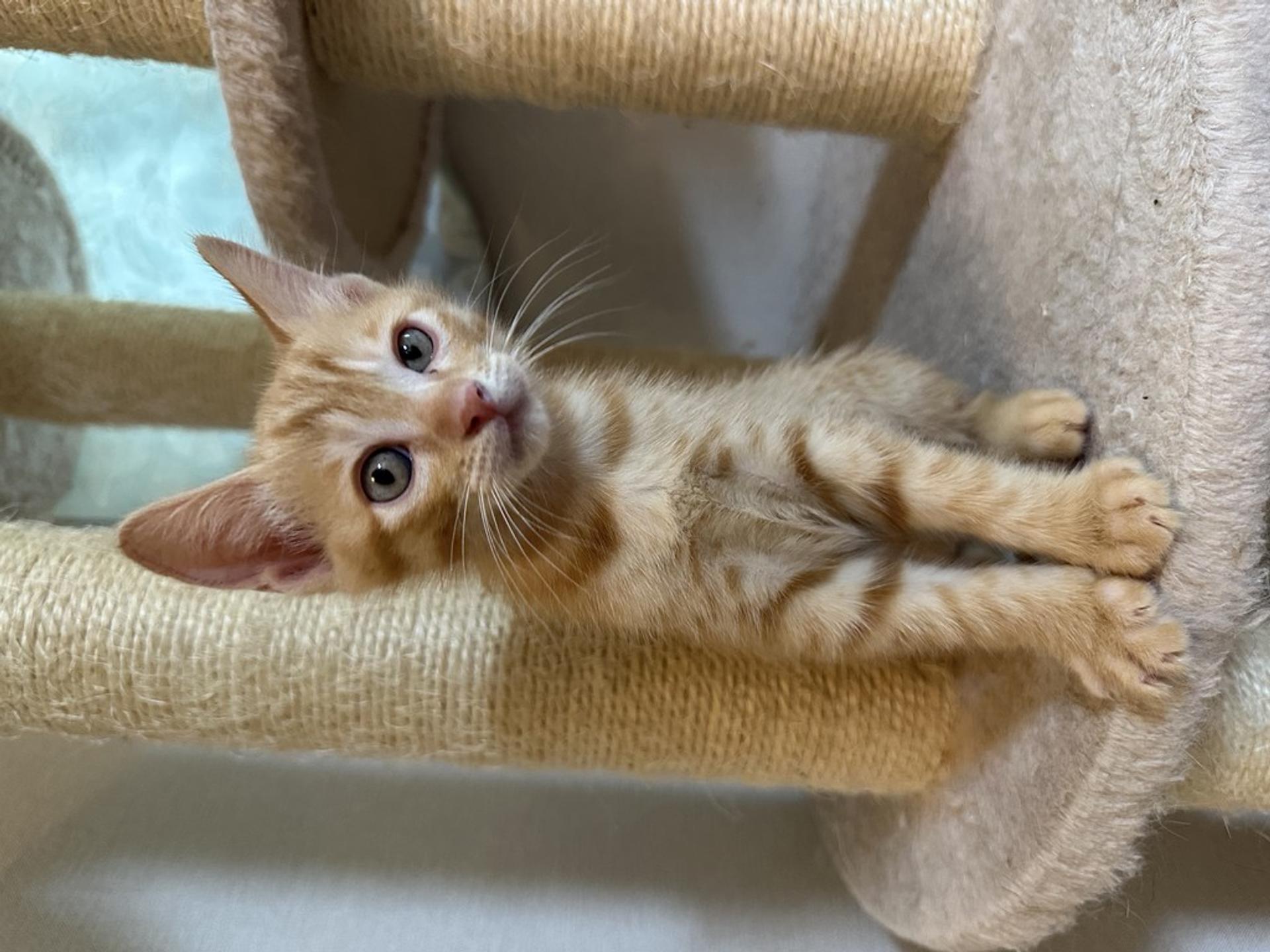 pet-image-3