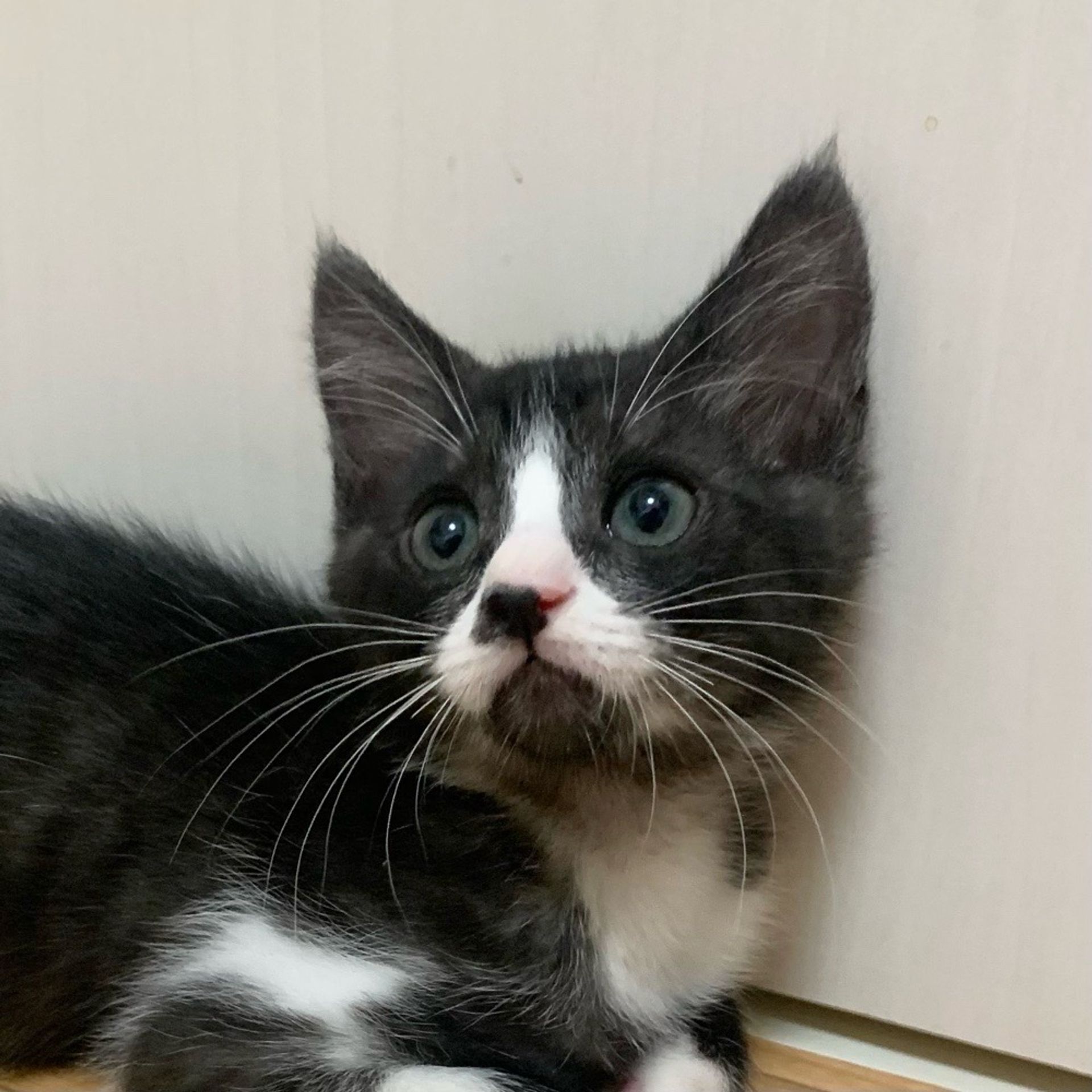 雑種（ミックス猫）・オスの里親募集の写真