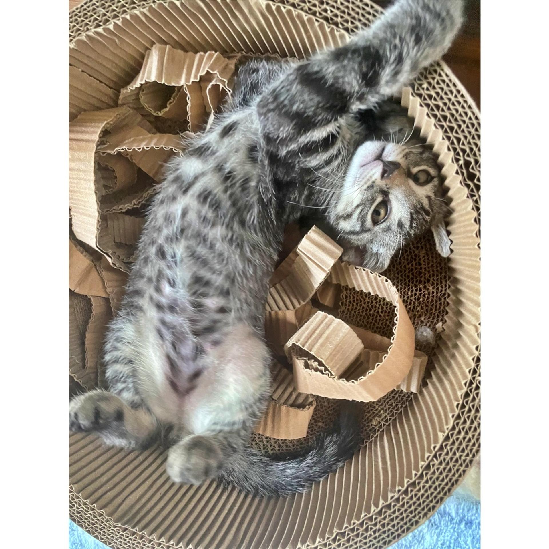 pet-image-3