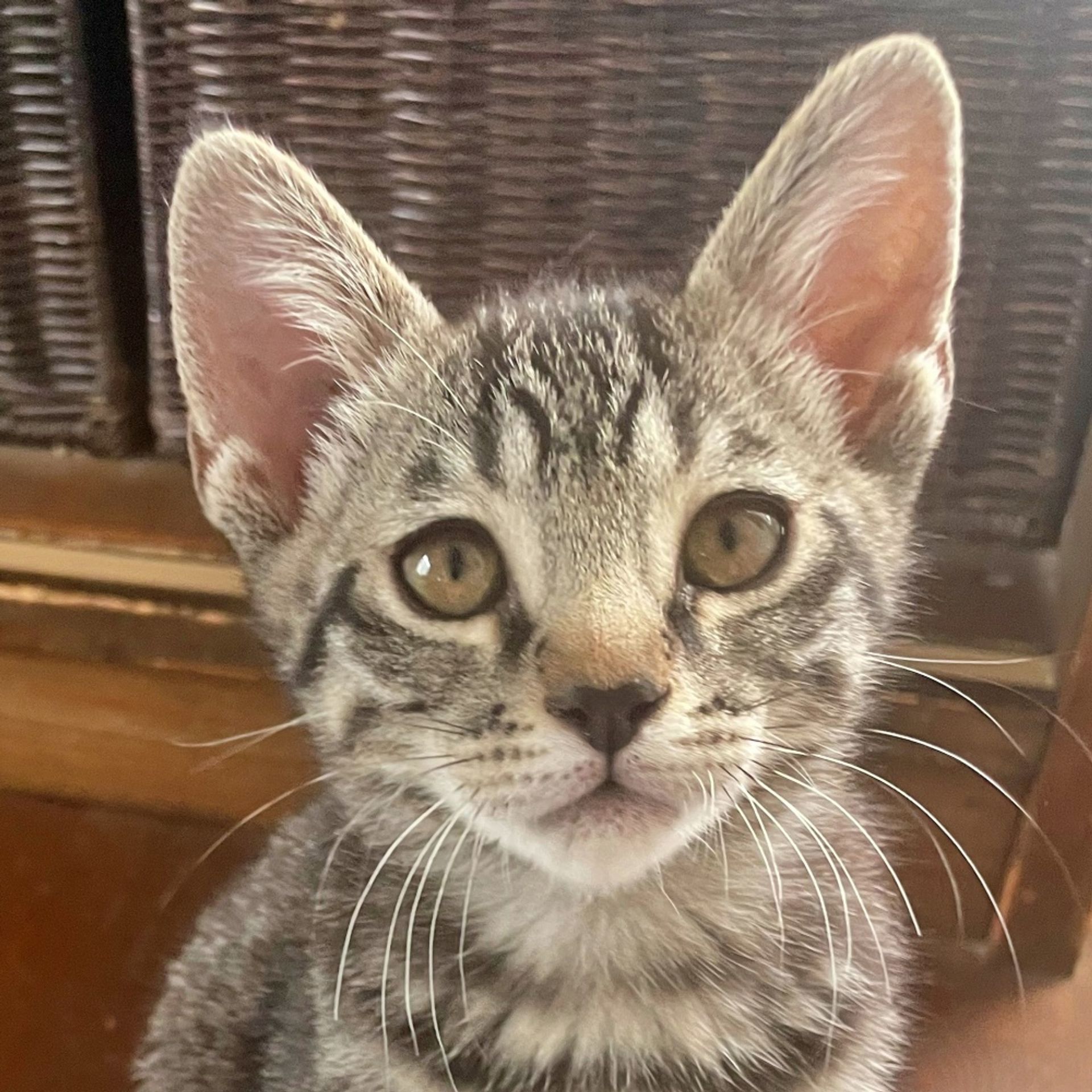 雑種（ミックス猫）・オスの里親募集の写真