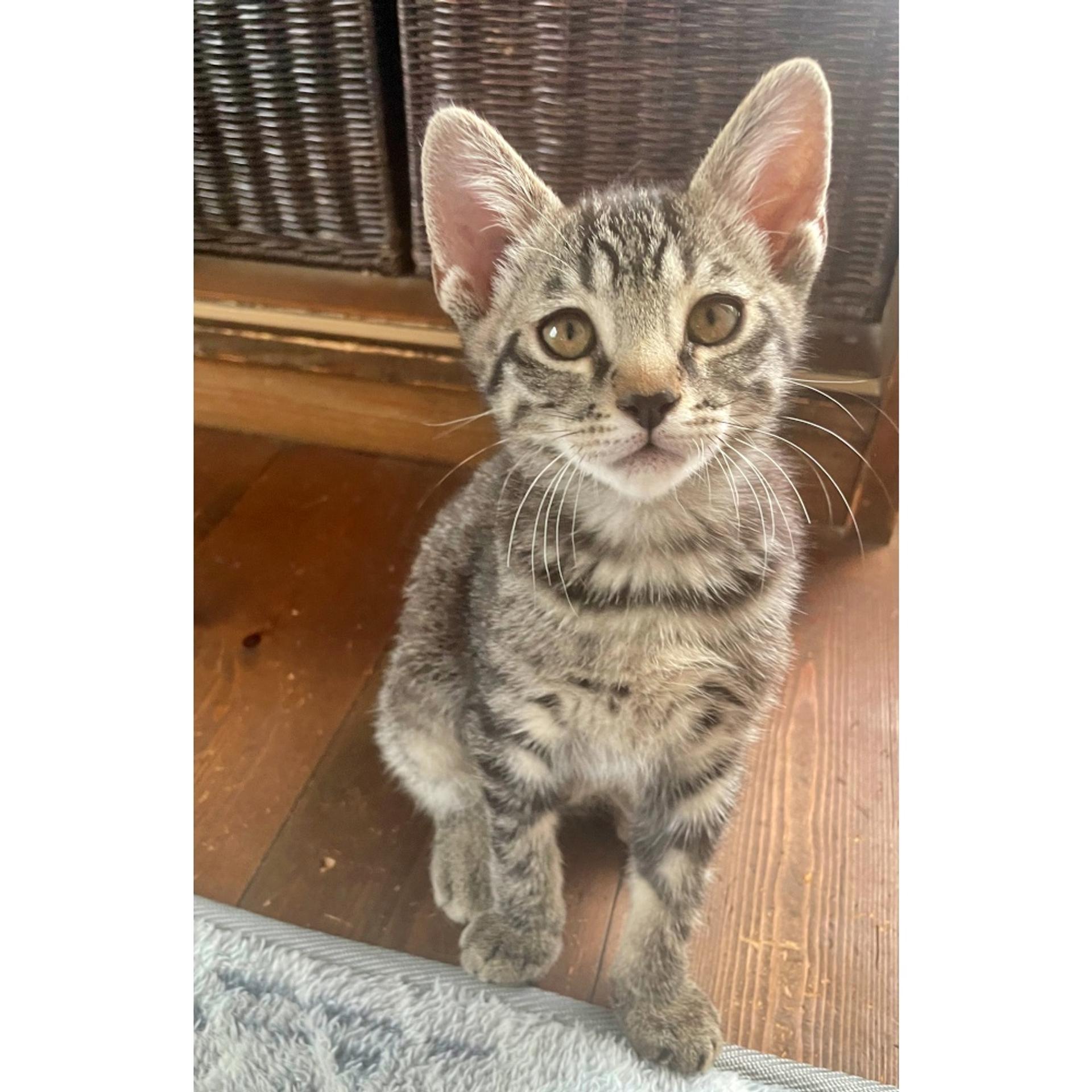 pet-image-4