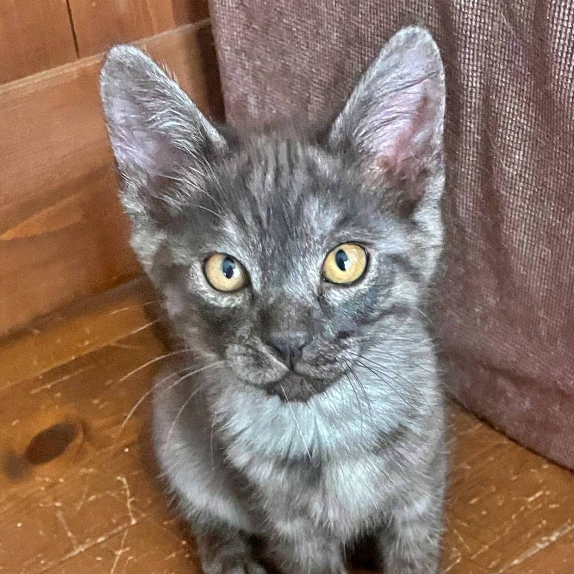 雑種（ミックス猫）・オスの里親募集の写真