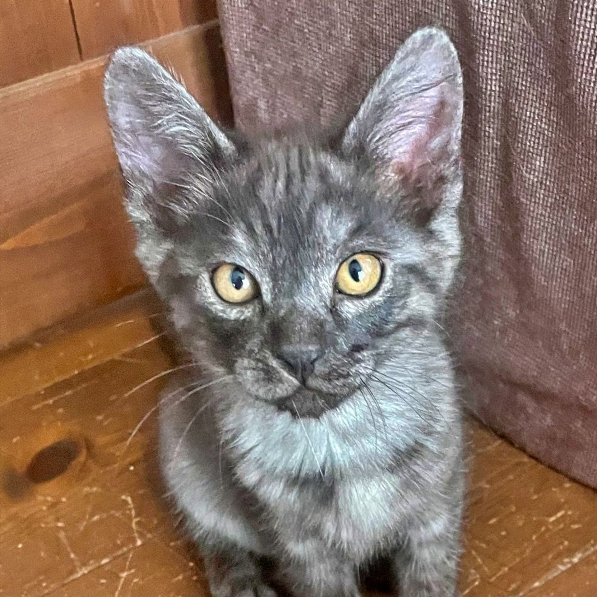 雑種（ミックス猫）・オスの里親募集の写真