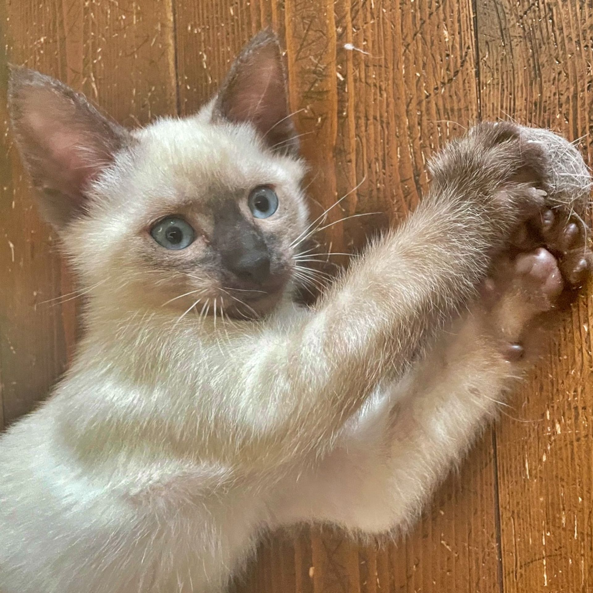 雑種（ミックス猫）・オスの里親募集の写真
