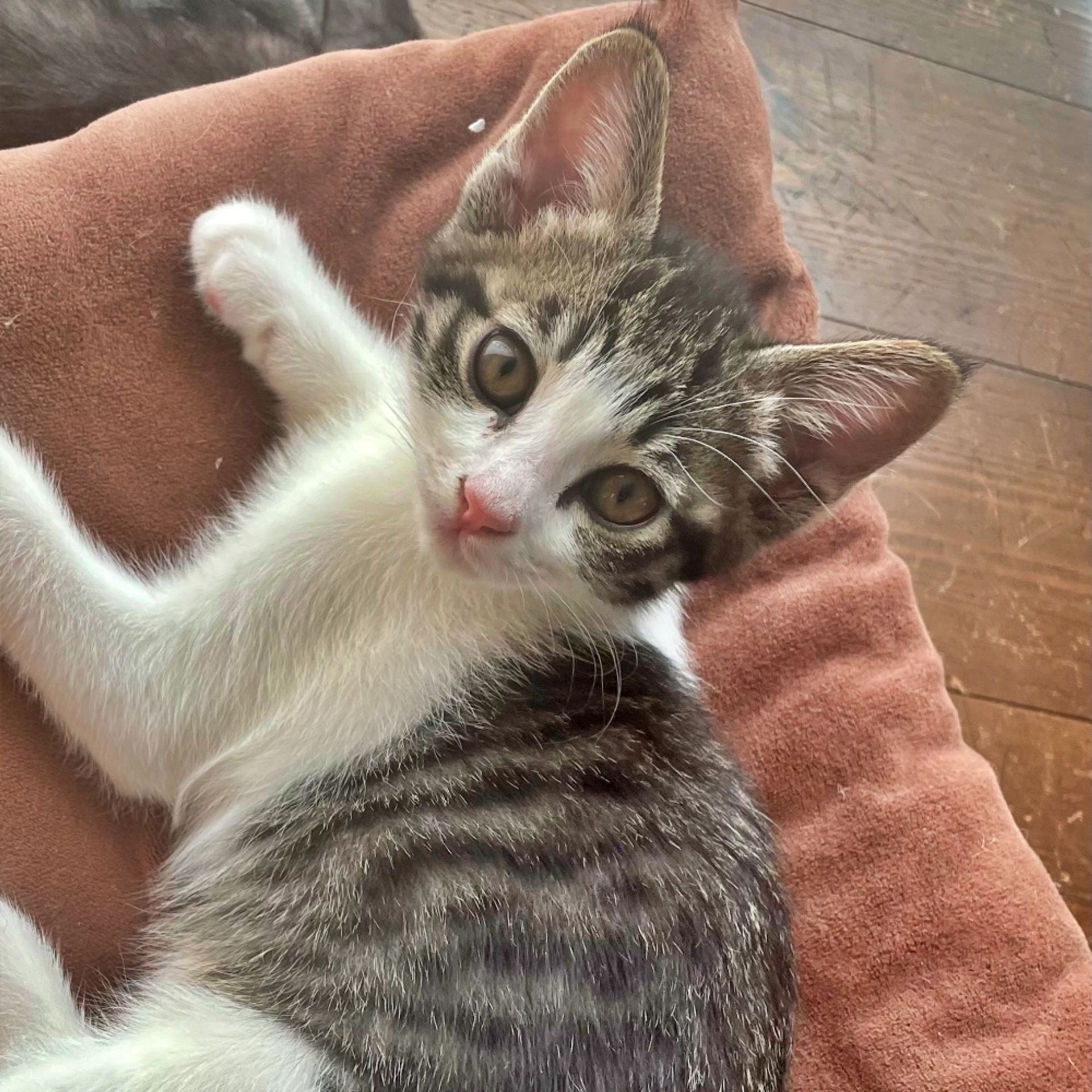 雑種（ミックス猫）・メスの里親募集の写真
