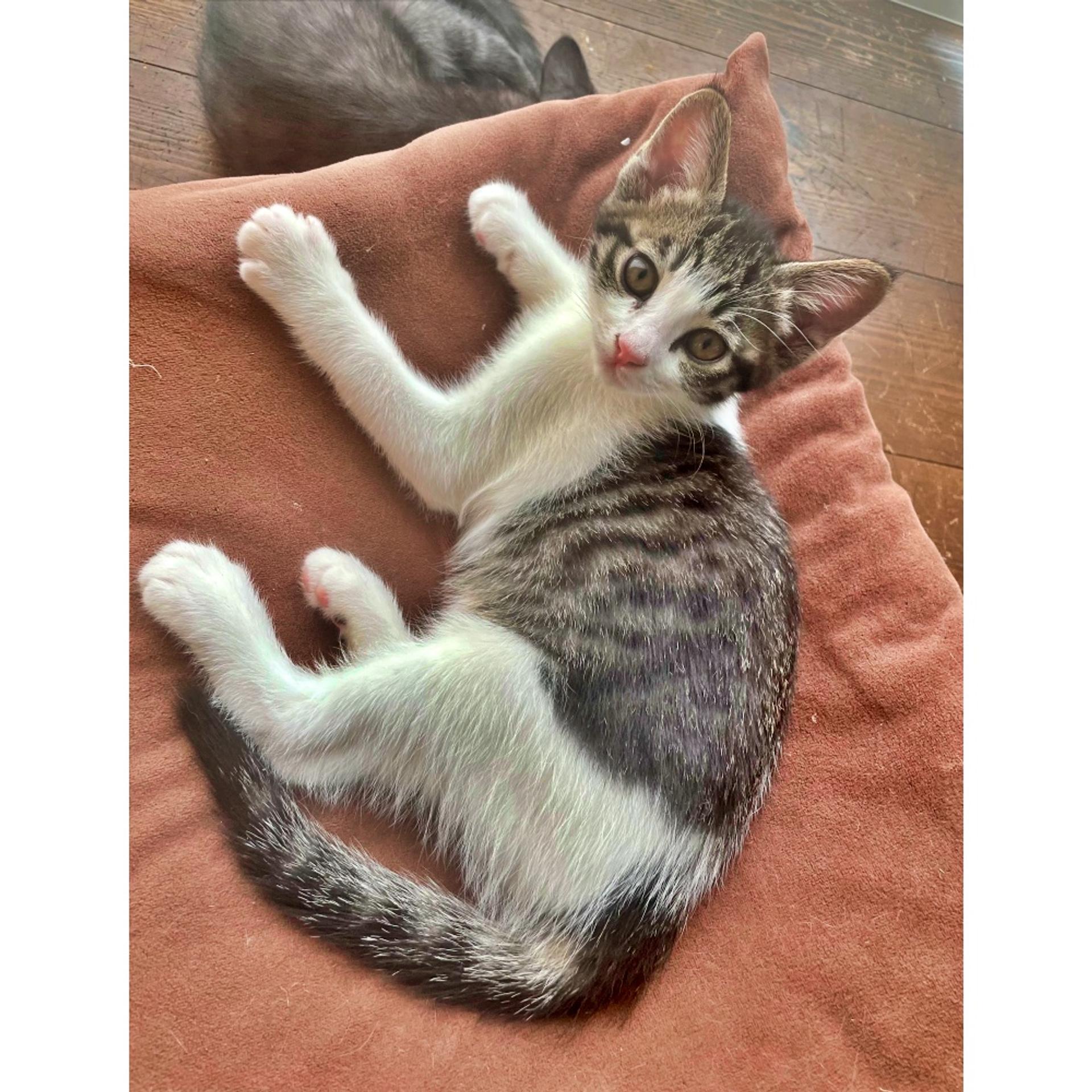 pet-image-4