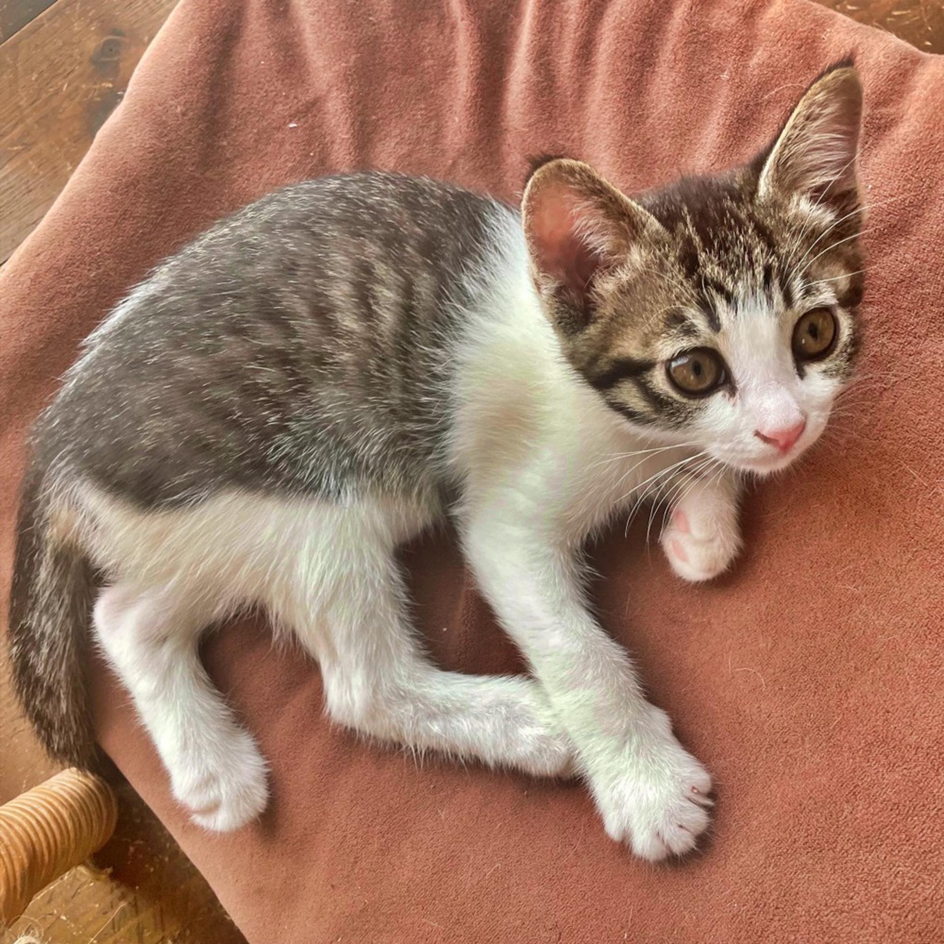 pet-image-2