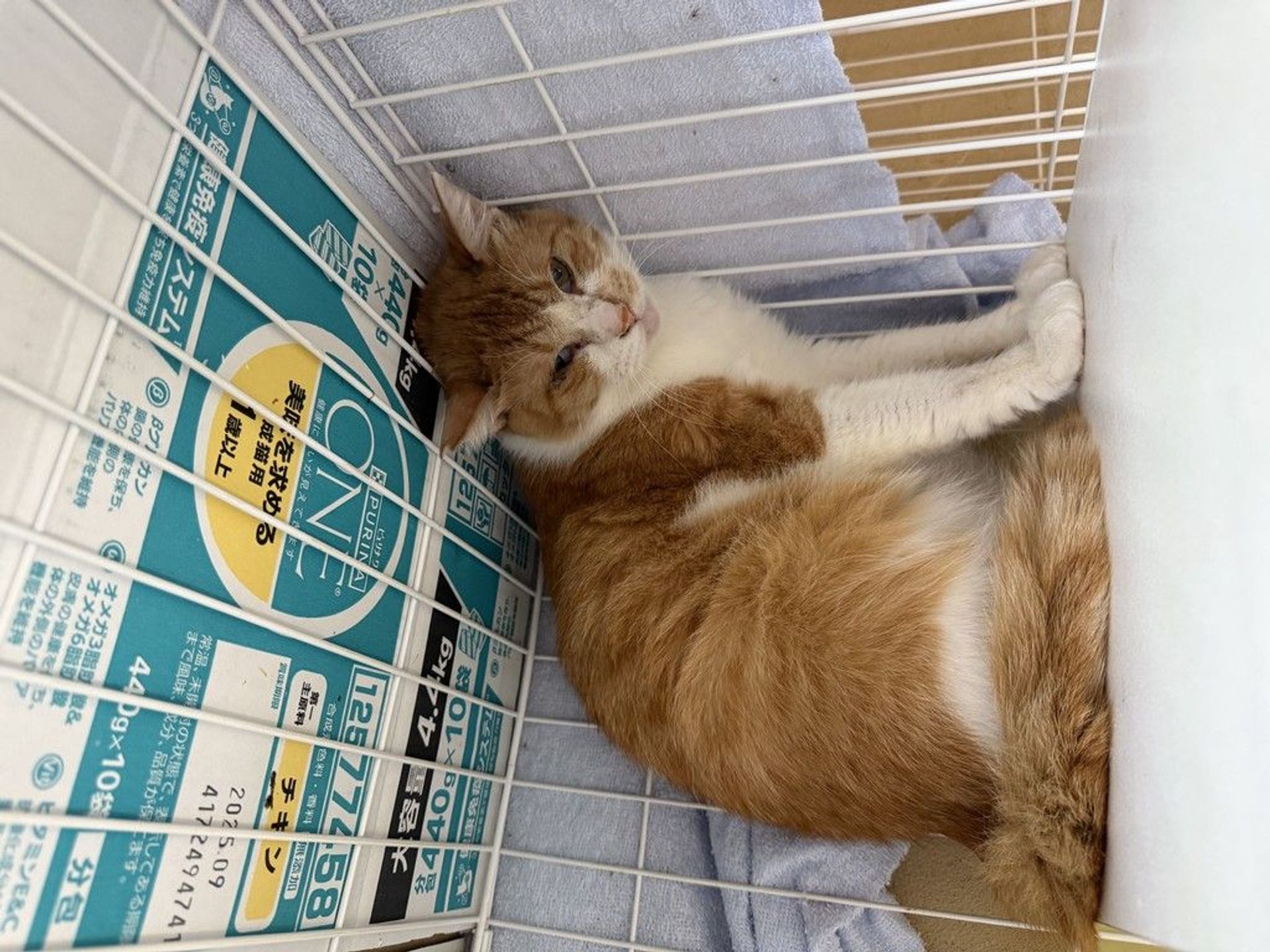 雑種（ミックス猫）・オスの里親募集の写真