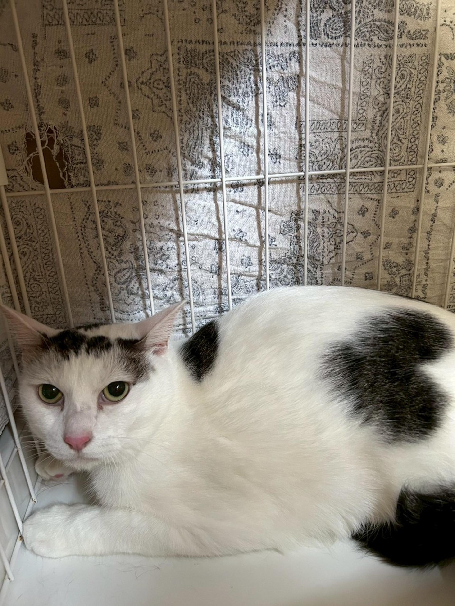 pet-image-2