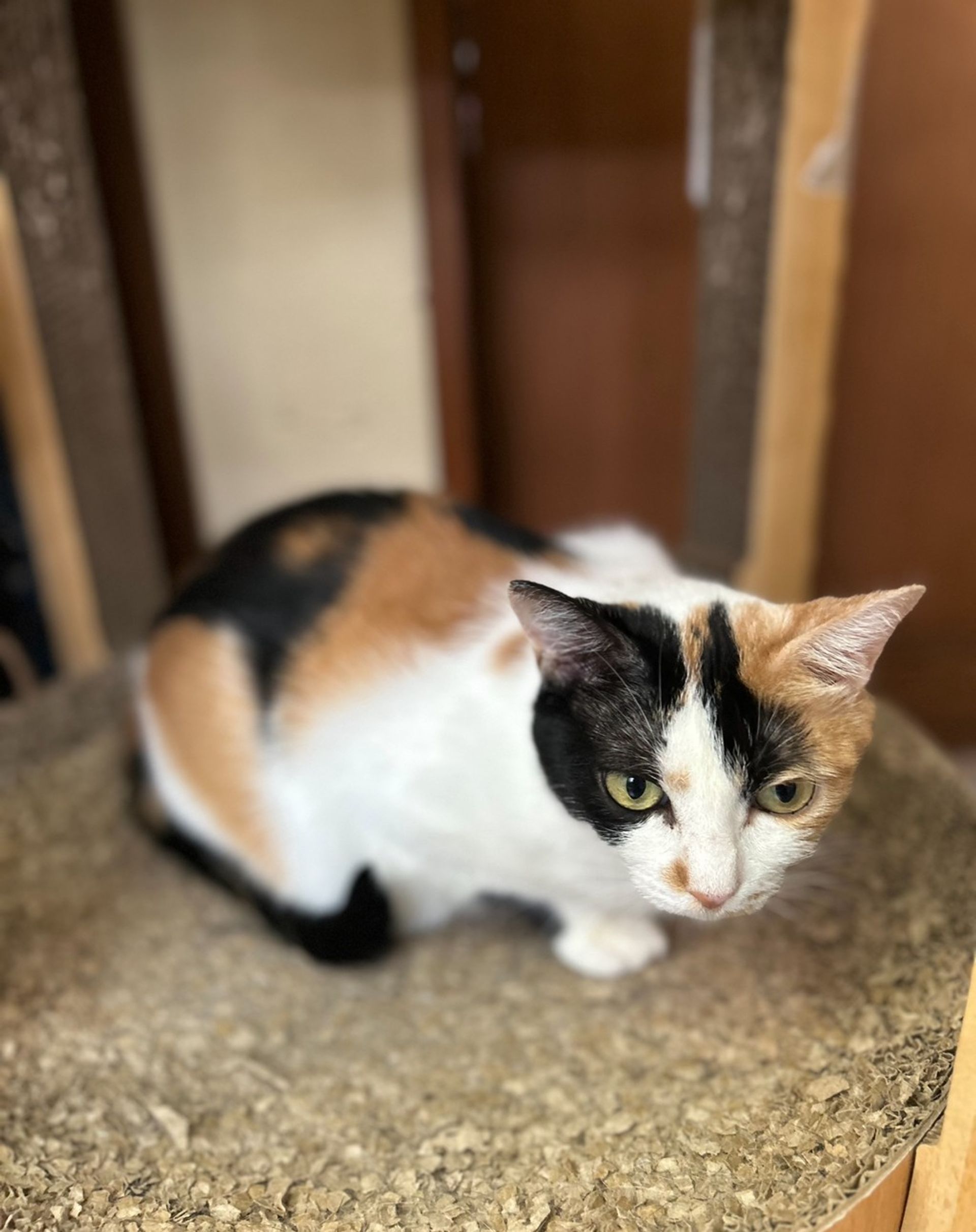 雑種（ミックス猫）・メスの里親募集の写真