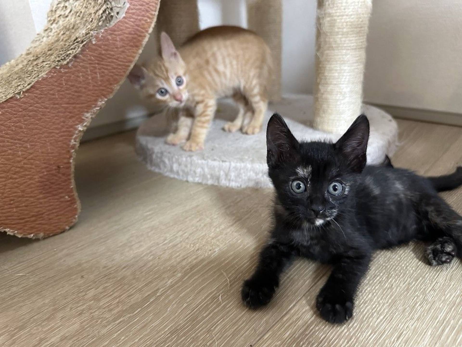 雑種（ミックス猫）・メスの里親募集の写真