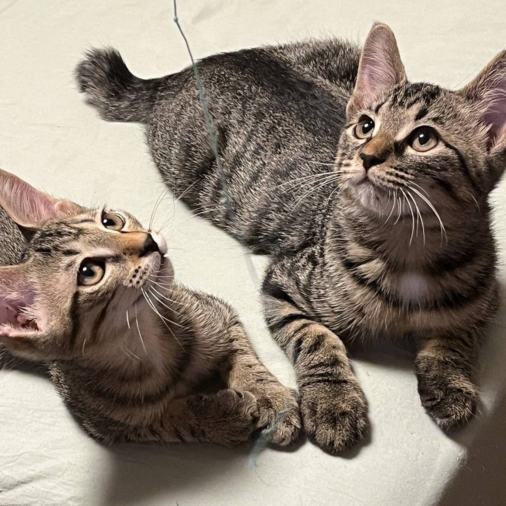 雑種（ミックス猫）・オスの里親募集の写真