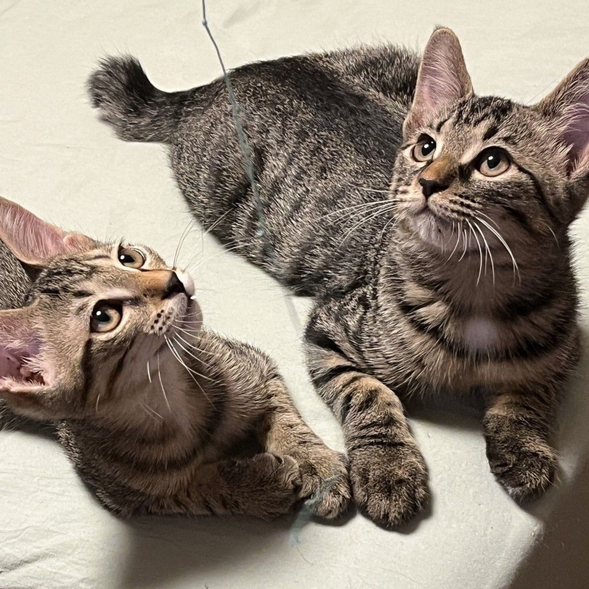 雑種（ミックス猫）・オスの里親募集の写真