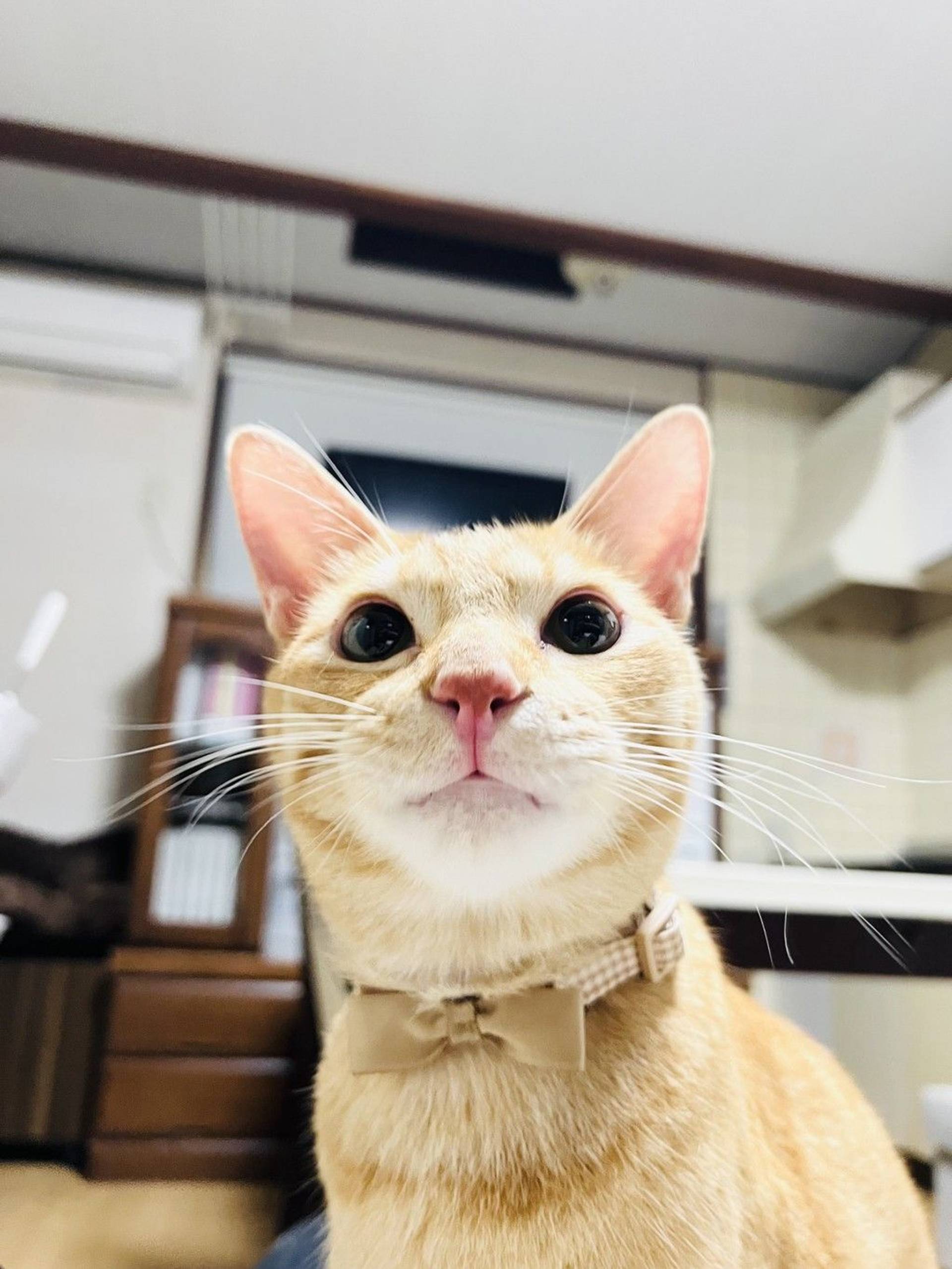雑種（ミックス猫）・オスの里親募集の写真